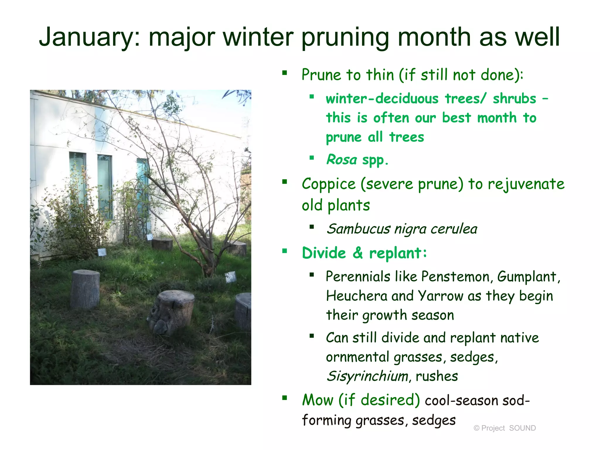 January: major winter pruning month as well
                    Prune to thin (if still not done):
                        winter-deciduous trees/ shrubs –
                         this is often our best month to
                         prune all trees
                        Rosa spp.
                    Coppice (severe prune) to rejuvenate
                     old plants
                        Sambucus nigra cerulea
                    Divide & replant:
                        Perennials like Penstemon, Gumplant,
                         Heuchera and Yarrow as they begin
                         their growth season
                        Can still divide and replant native
                         ornmental grasses, sedges,
                         Sisyrinchium, rushes
                    Mow (if desired) cool-season sod-
                      forming grasses, sedges    © Project SOUND
 