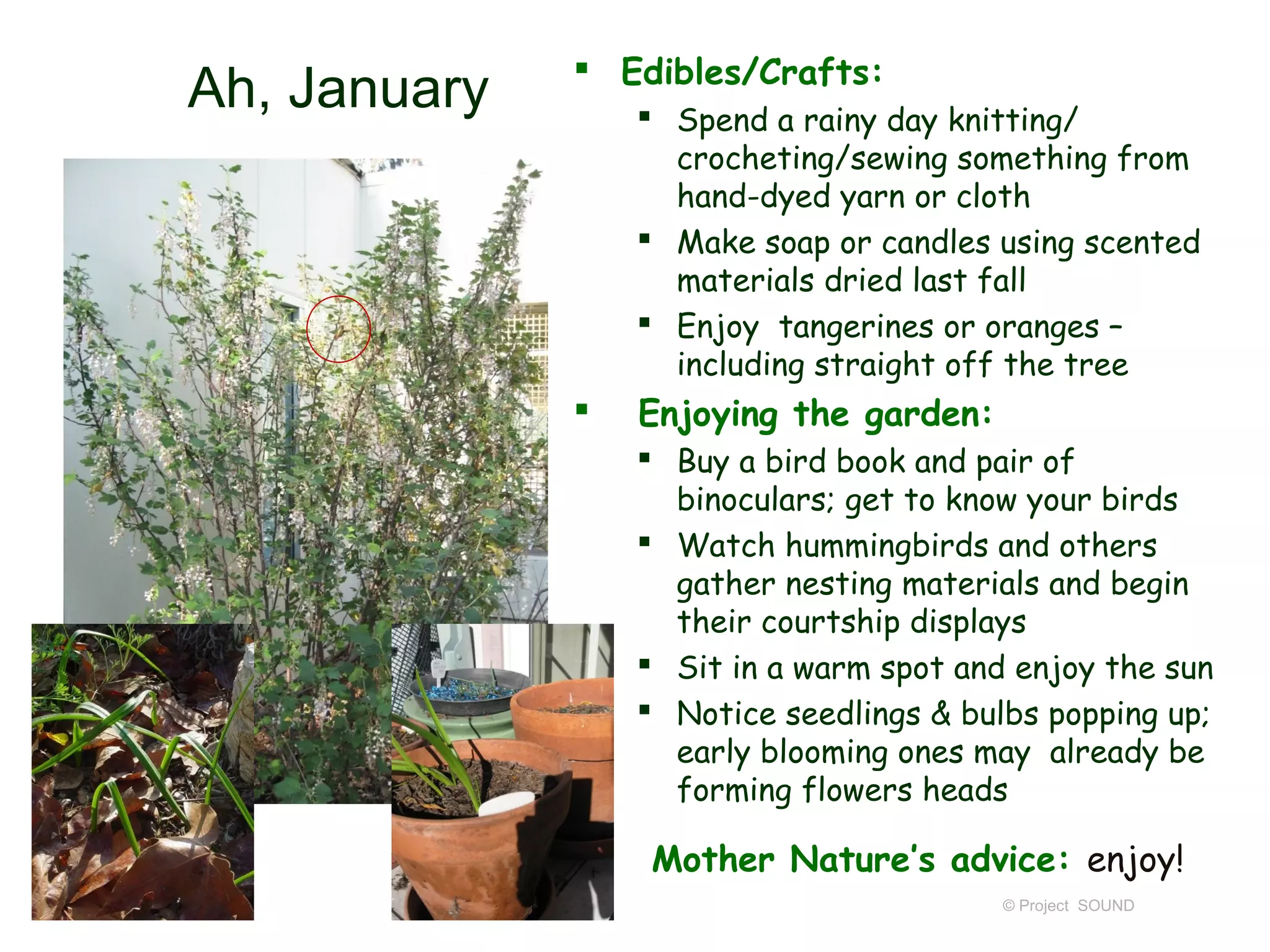  Edibles/Crafts:
Ah, January        Spend a rainy day knitting/
                    crocheting/sewing something from
                    hand-dyed yarn or cloth
                   Make soap or candles using scented
                    materials dried last fall
                   Enjoy tangerines or oranges –
                    including straight off the tree
                Enjoying the garden:
                   Buy a bird book and pair of
                    binoculars; get to know your birds
                   Watch hummingbirds and others
                    gather nesting materials and begin
                    their courtship displays
                   Sit in a warm spot and enjoy the sun
                   Notice seedlings & bulbs popping up;
                    early blooming ones may already be
                    forming flowers heads

                 Mother Nature’s advice: enjoy!
                                          © Project SOUND
 