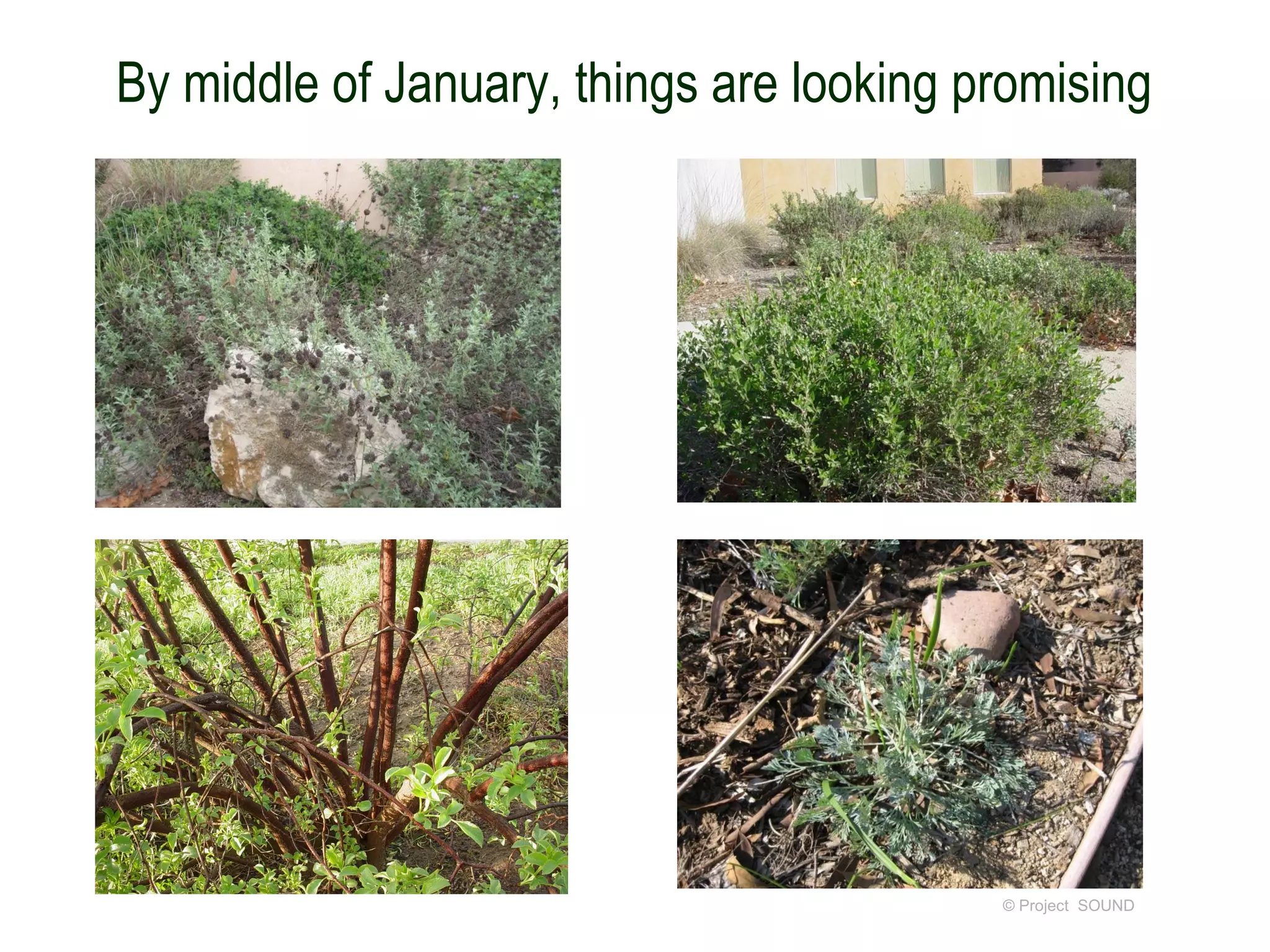 By middle of January, things are looking promising




                                          © Project SOUND
 