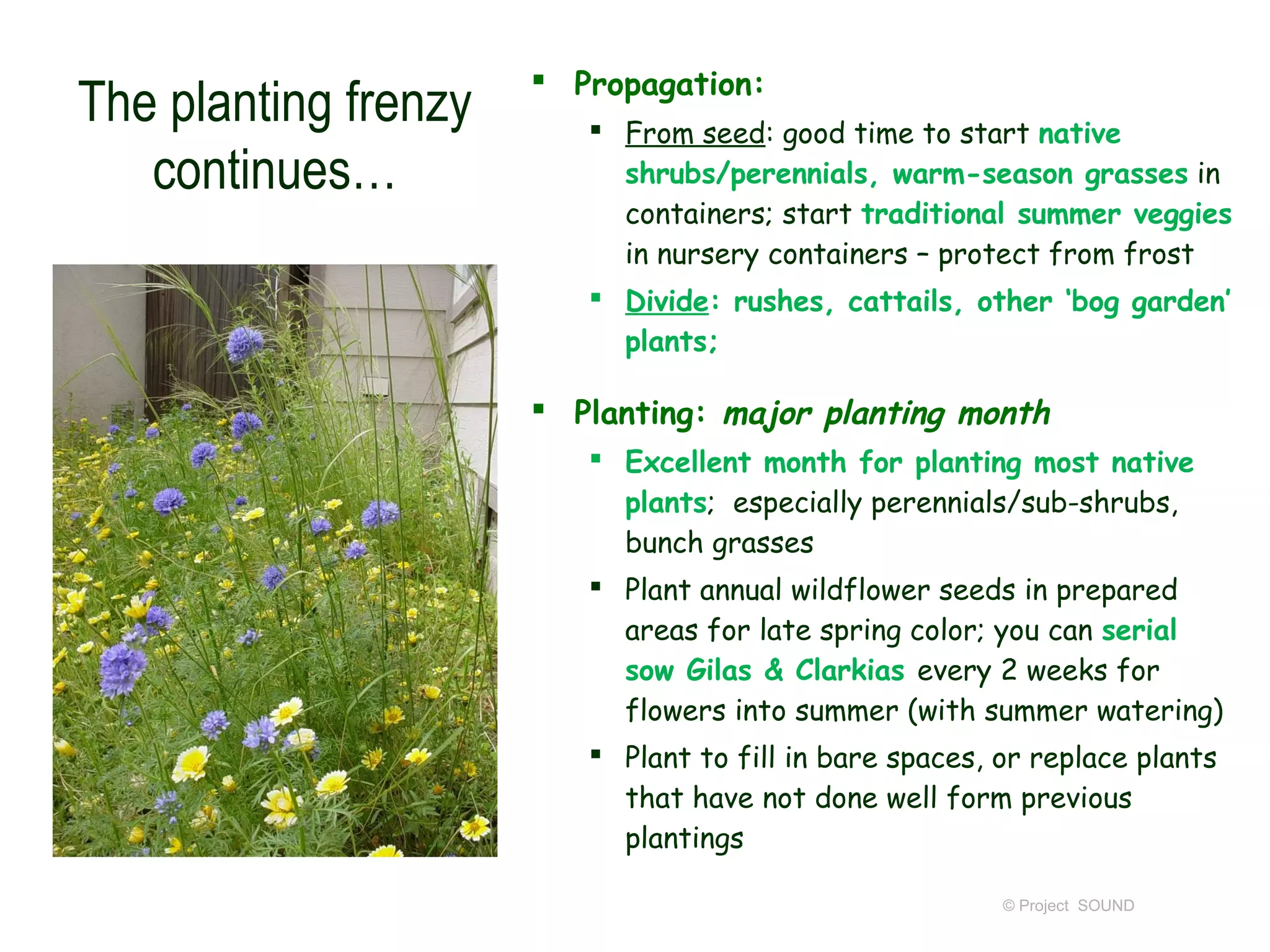  Propagation:
The planting frenzy       From seed: good time to start native
   continues…              shrubs/perennials, warm-season grasses in
                           containers; start traditional summer veggies
                           in nursery containers – protect from frost
                          Divide: rushes, cattails, other ‘bog garden’
                           plants;

                       Planting: major planting month
                          Excellent month for planting most native
                           plants; especially perennials/sub-shrubs,
                           bunch grasses
                          Plant annual wildflower seeds in prepared
                           areas for late spring color; you can serial
                           sow Gilas & Clarkias every 2 weeks for
                           flowers into summer (with summer watering)
                          Plant to fill in bare spaces, or replace plants
                           that have not done well form previous
                           plantings

                                                         © Project SOUND
 