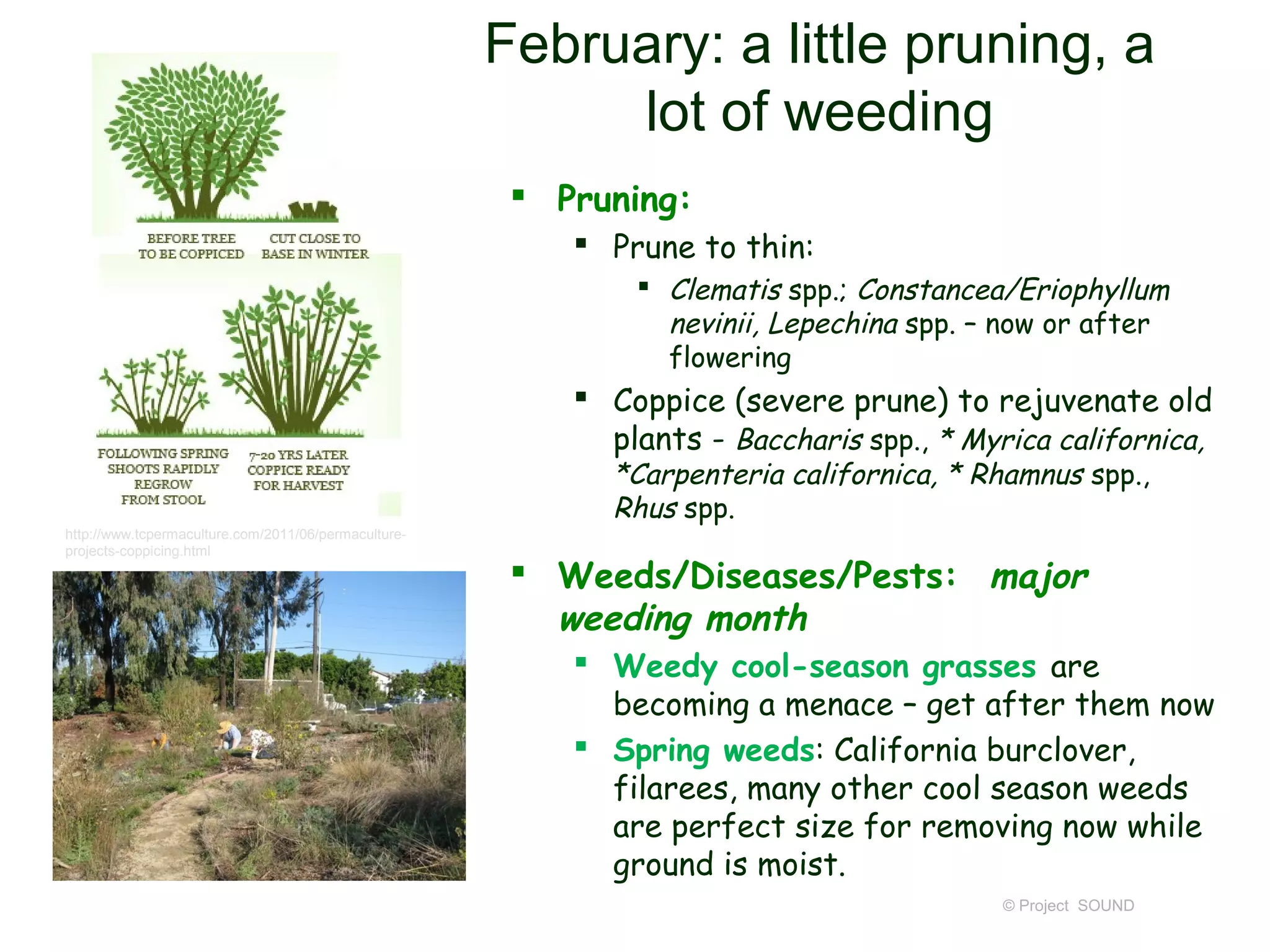 February: a little pruning, a
                                                           lot of weeding
                                                        Pruning:
                                                           Prune to thin:
                                                               Clematis spp.; Constancea/Eriophyllum
                                                                nevinii, Lepechina spp. – now or after
                                                                flowering
                                                           Coppice (severe prune) to rejuvenate old
                                                            plants - Baccharis spp., * Myrica californica,
                                                            *Carpenteria californica, * Rhamnus spp.,
                                                            Rhus spp.
http://www.tcpermaculture.com/2011/06/permaculture-
projects-coppicing.html

                                                        Weeds/Diseases/Pests: major
                                                         weeding month
                                                           Weedy cool-season grasses are
                                                            becoming a menace – get after them now
                                                           Spring weeds: California burclover,
                                                            filarees, many other cool season weeds
                                                            are perfect size for removing now while
                                                            ground is moist.
                                                                                          © Project SOUND
 