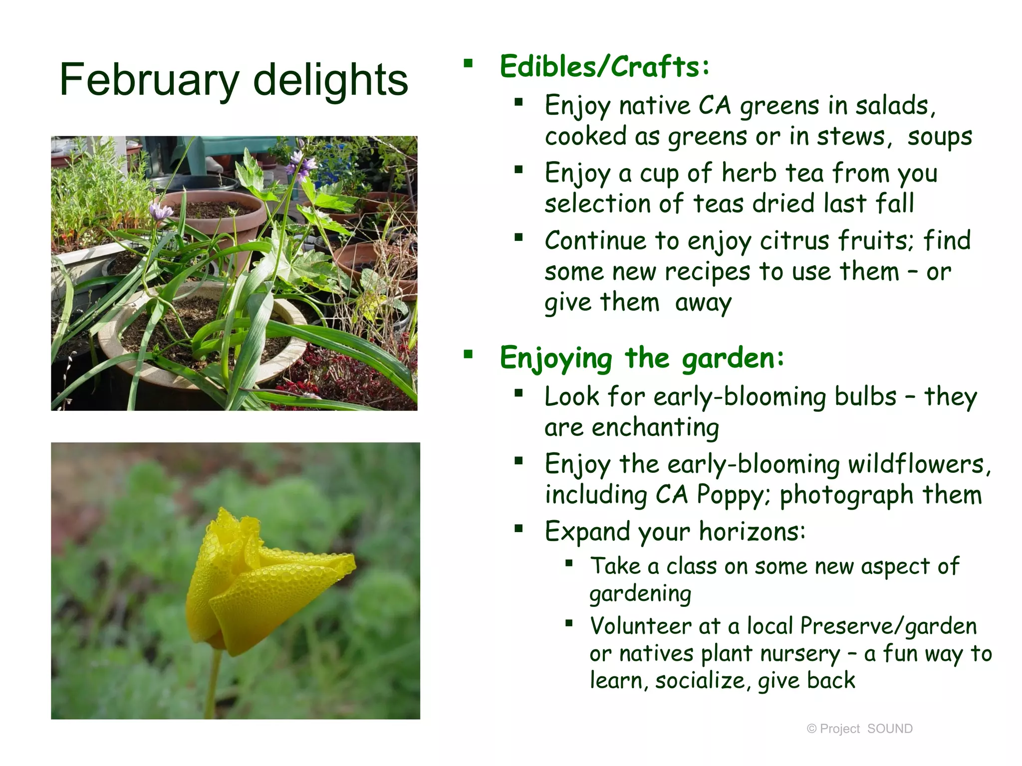  Edibles/Crafts:
February delights       Enjoy native CA greens in salads,
                         cooked as greens or in stews, soups
                        Enjoy a cup of herb tea from you
                         selection of teas dried last fall
                        Continue to enjoy citrus fruits; find
                         some new recipes to use them – or
                         give them away

                     Enjoying the garden:
                        Look for early-blooming bulbs – they
                         are enchanting
                        Enjoy the early-blooming wildflowers,
                         including CA Poppy; photograph them
                        Expand your horizons:
                            Take a class on some new aspect of
                             gardening
                            Volunteer at a local Preserve/garden
                             or natives plant nursery – a fun way to
                             learn, socialize, give back
                                                  © Project SOUND
 