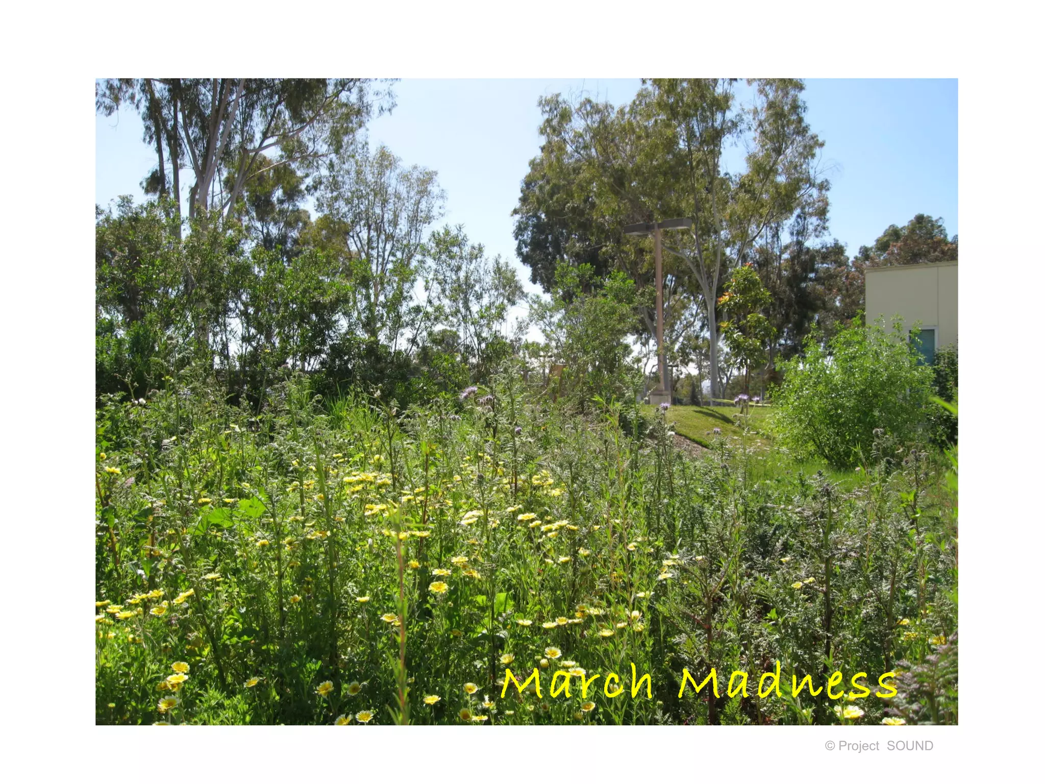 March Madness
          © Project SOUND
 