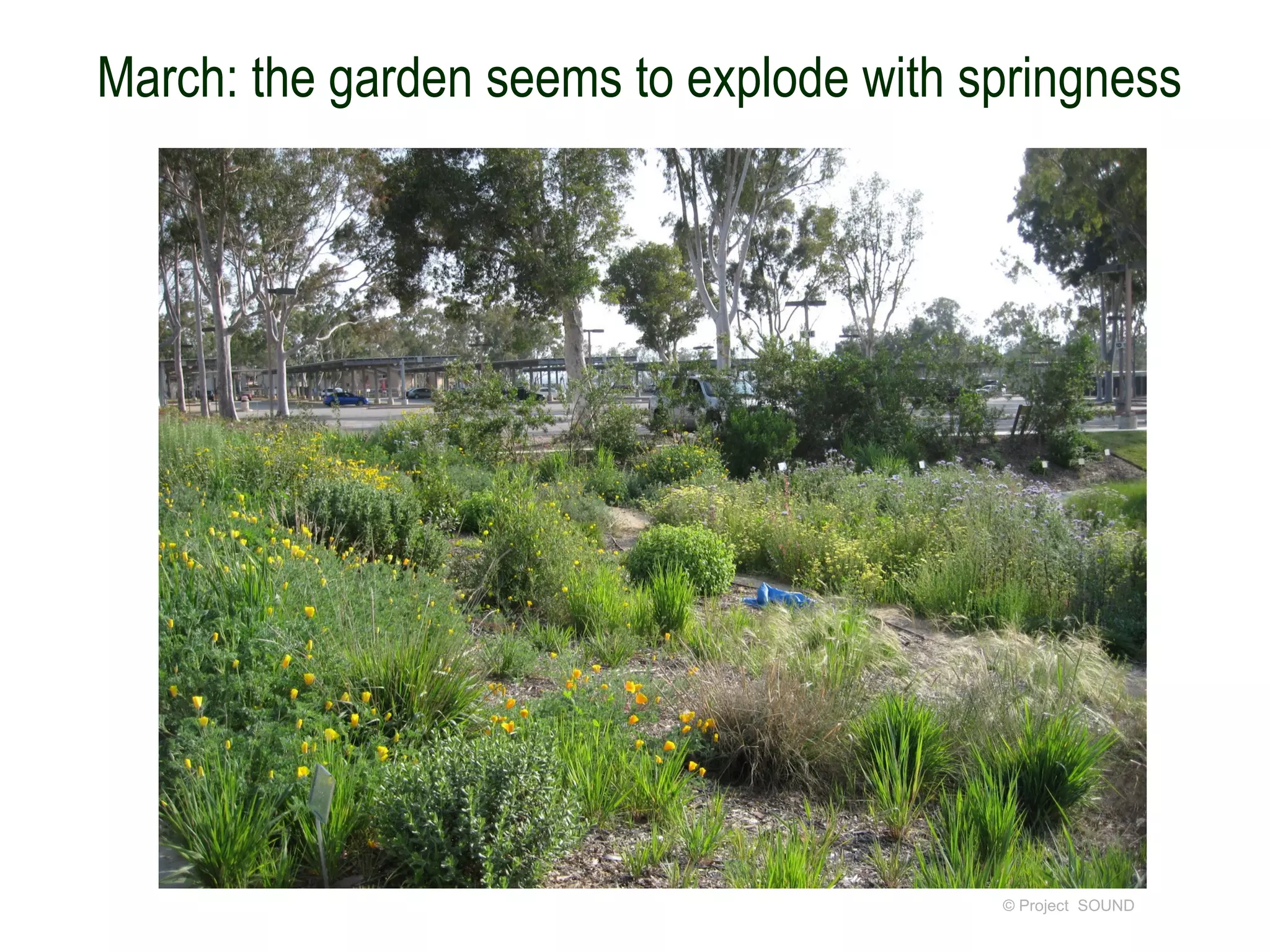 March: the garden seems to explode with springness




                                         © Project SOUND
 