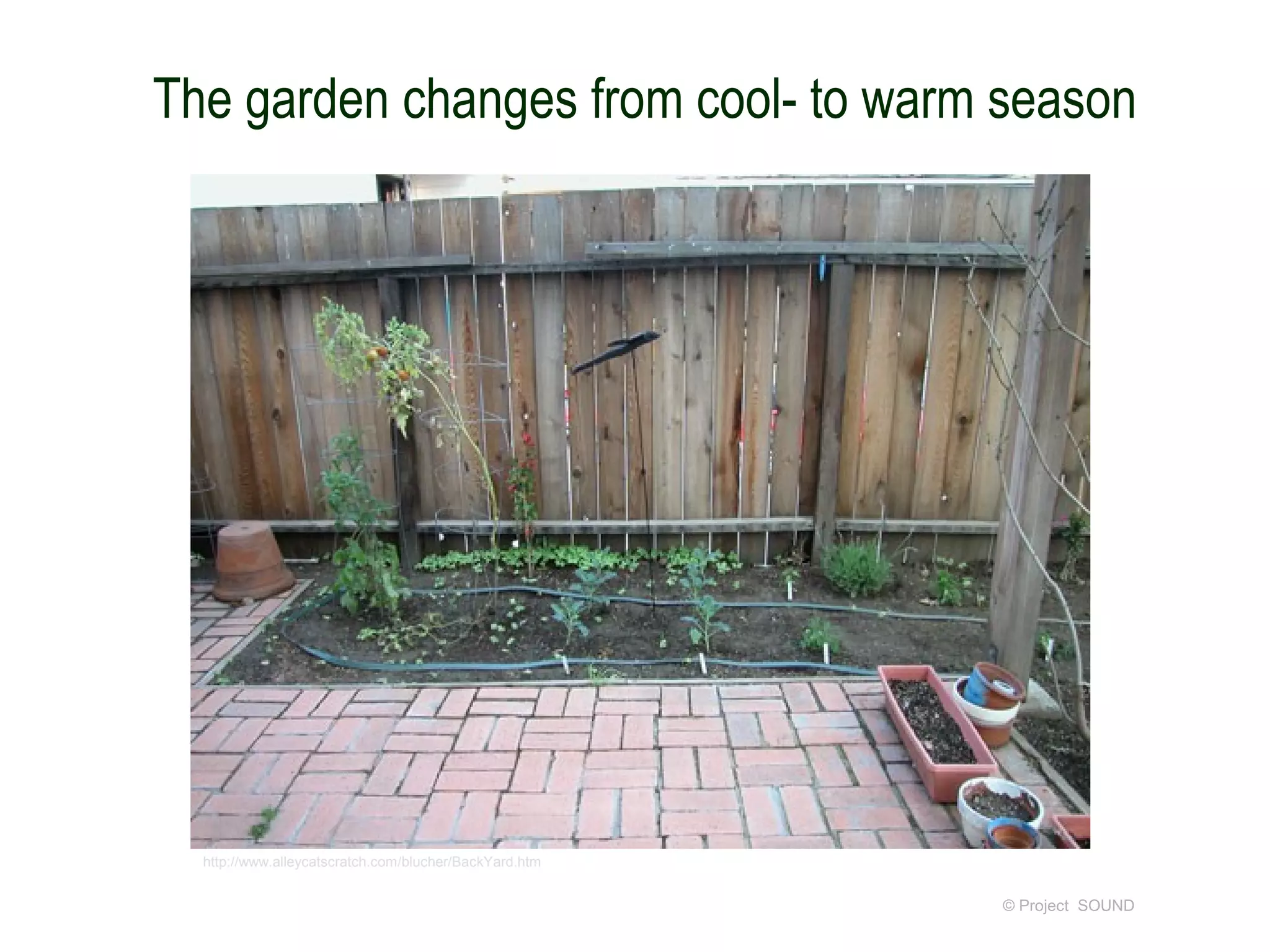 The garden changes from cool- to warm season




  http://www.alleycatscratch.com/blucher/BackYard.htm


                                                        © Project SOUND
 