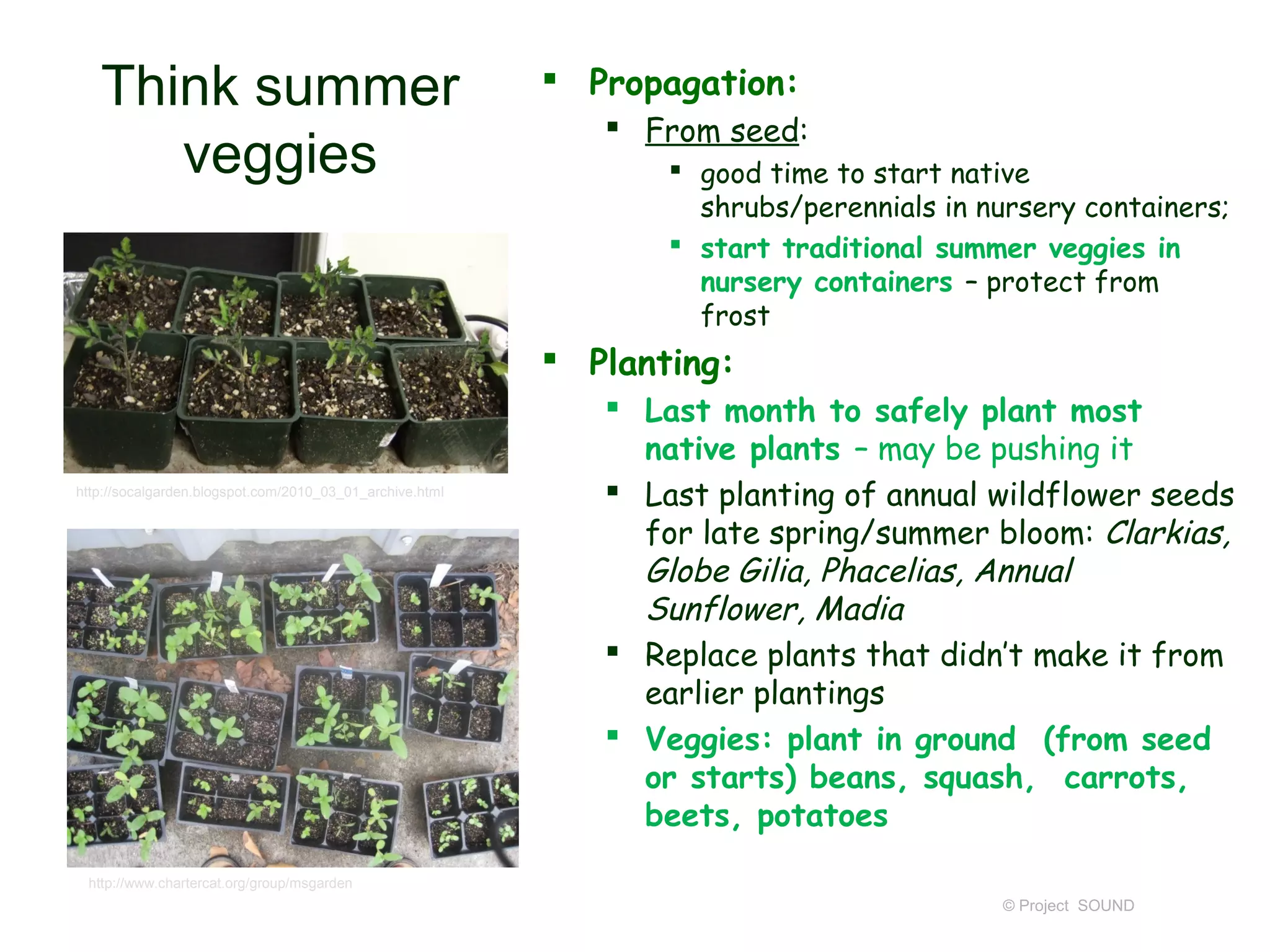 Think summer                                            Propagation:
                                                              From seed:
      veggies                                                     good time to start native
                                                                   shrubs/perennials in nursery containers;
                                                                  start traditional summer veggies in
                                                                   nursery containers – protect from
                                                                   frost
                                                           Planting:
                                                              Last month to safely plant most
                                                               native plants – may be pushing it
http://socalgarden.blogspot.com/2010_03_01_archive.html       Last planting of annual wildflower seeds
                                                               for late spring/summer bloom: Clarkias,
                                                               Globe Gilia, Phacelias, Annual
                                                               Sunflower, Madia
                                                              Replace plants that didn’t make it from
                                                               earlier plantings
                                                              Veggies: plant in ground (from seed
                                                               or starts) beans, squash, carrots,
                                                               beets, potatoes
 http://www.chartercat.org/group/msgarden
                                                                                          © Project SOUND
 