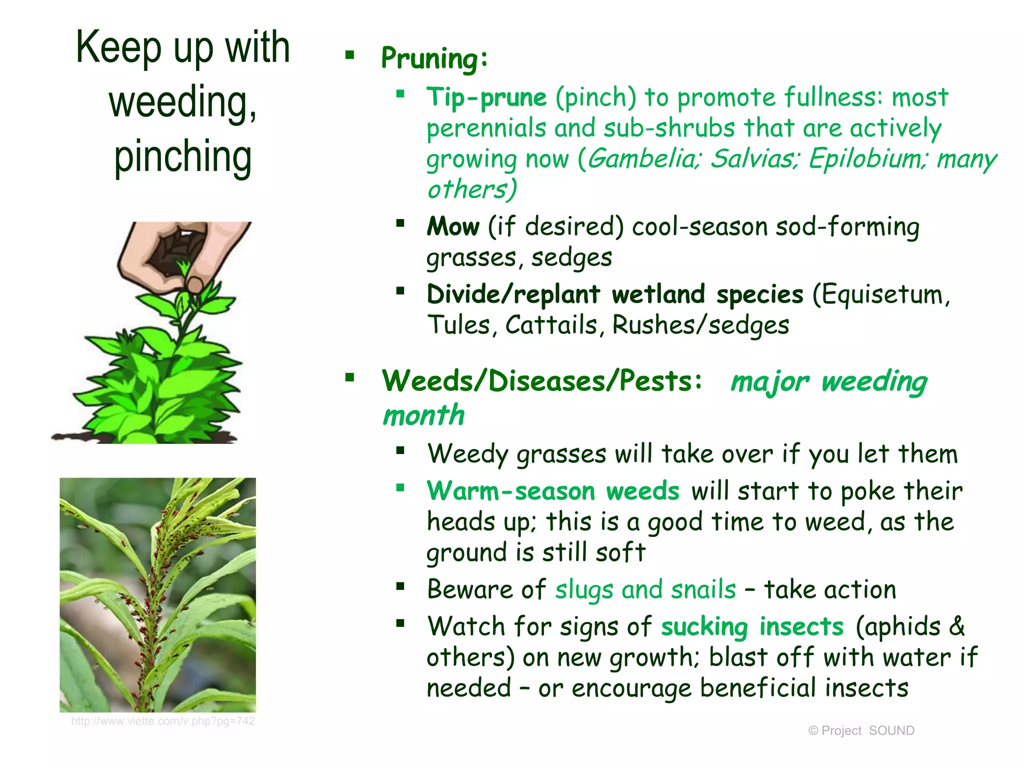 Keep up with                          Pruning:
 weeding,                                Tip-prune (pinch) to promote fullness: most
                                          perennials and sub-shrubs that are actively
  pinching                                growing now (Gambelia; Salvias; Epilobium; many
                                          others)
                                         Mow (if desired) cool-season sod-forming
                                          grasses, sedges
                                         Divide/replant wetland species (Equisetum,
                                          Tules, Cattails, Rushes/sedges

                                      Weeds/Diseases/Pests: major weeding
                                       month
                                         Weedy grasses will take over if you let them
                                         Warm-season weeds will start to poke their
                                          heads up; this is a good time to weed, as the
                                          ground is still soft
                                         Beware of slugs and snails – take action
                                         Watch for signs of sucking insects (aphids &
                                          others) on new growth; blast off with water if
                                          needed – or encourage beneficial insects
http://www.viette.com/v.php?pg=742
                                                                         © Project SOUND
 