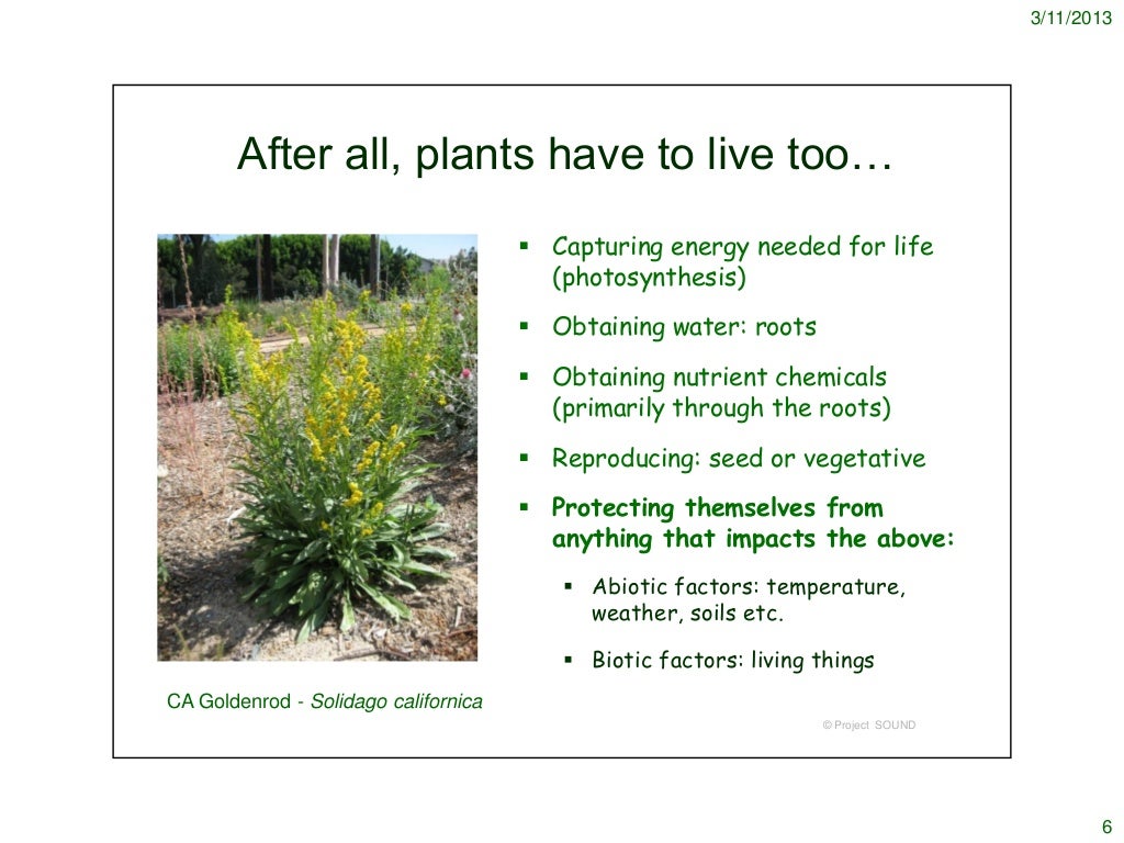 Garden warfare How Plants Protect Themselves