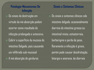 Patologia-Mecanismos De
Infecção
 Os sinais da destruição em
virtude da má absorção podem
ocorrer como resultado da
infecção prolongada e extensiva.
 Cobrir a superfície da mucosa do
intestino Delgado, pois causando
um infiltrado sub-mucosal
 A má absorção de gorduras
Sinais e Sintomas Clínicos
 Os sinais e sintomas clínicos sdo
intestino delgado, ocasionalmente
diarreia do intestino grosso ou
intestinal mista, esteatorreia,
borborigmo e perda de peso.
Raramente a infecção é grave,
porém pode causar desidratação,
letargia e anorexia. ão diarreia
 