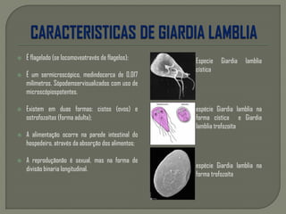  É flagelado (se locomoveatravés de flagelos);
 É um sermicroscópico, medindocerca de 0,017
milímetros. Sópodemservisualizados com uso de
microscópiospotentes.
 Existem em duas formas: cistos (ovos) e
ostrofozoítas (forma adulta);
 A alimentação ocorre na parede intestinal do
hospedeiro, através da absorção dos alimentos;
 A reproduçãonão é sexual, mas na forma de
divisão binaria longitudinal.
Especie Giardia lamblia
cística
espécie Giardia lamblia na
forma cística e Giardia
lamblia trofozoíta
espécie Giardia lamblia na
forma trofozoíta
 