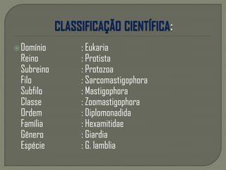Domínio : Eukaria
Reino : Protista
Subreino : Protozoa
Filo : Sarcomastigophora
Subfilo : Mastigophora
Classe : Zoomastigophora
Ordem : Diplomonadida
Família : Hexamitidae
Gênero : Giardia
Espécie : G. lamblia
 
