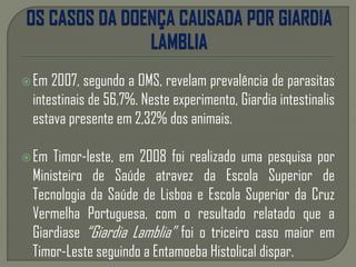 Em 2007, segundo a OMS, revelam prevalência de parasitas
intestinais de 56,7%. Neste experimento, Giardia intestinalis
estava presente em 2,32% dos animais.
Em Timor-leste, em 2008 foi realizado uma pesquisa por
Ministeiro de Saúde atravez da Escola Superior de
Tecnologia da Saúde de Lisboa e Escola Superior da Cruz
Vermelha Portuguesa, com o resultado relatado que a
Giardiase “Giardia Lamblia” foi o triceiro caso maior em
Timor-Leste seguindo a Entamoeba Histolical dispar.
 