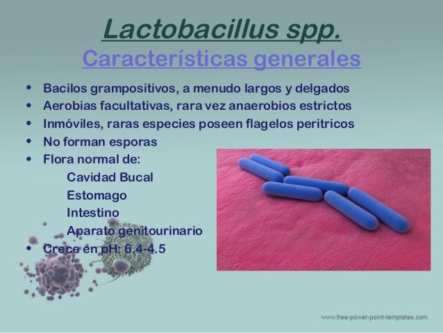 Gardnerella, mubilluncus y lactobacillus