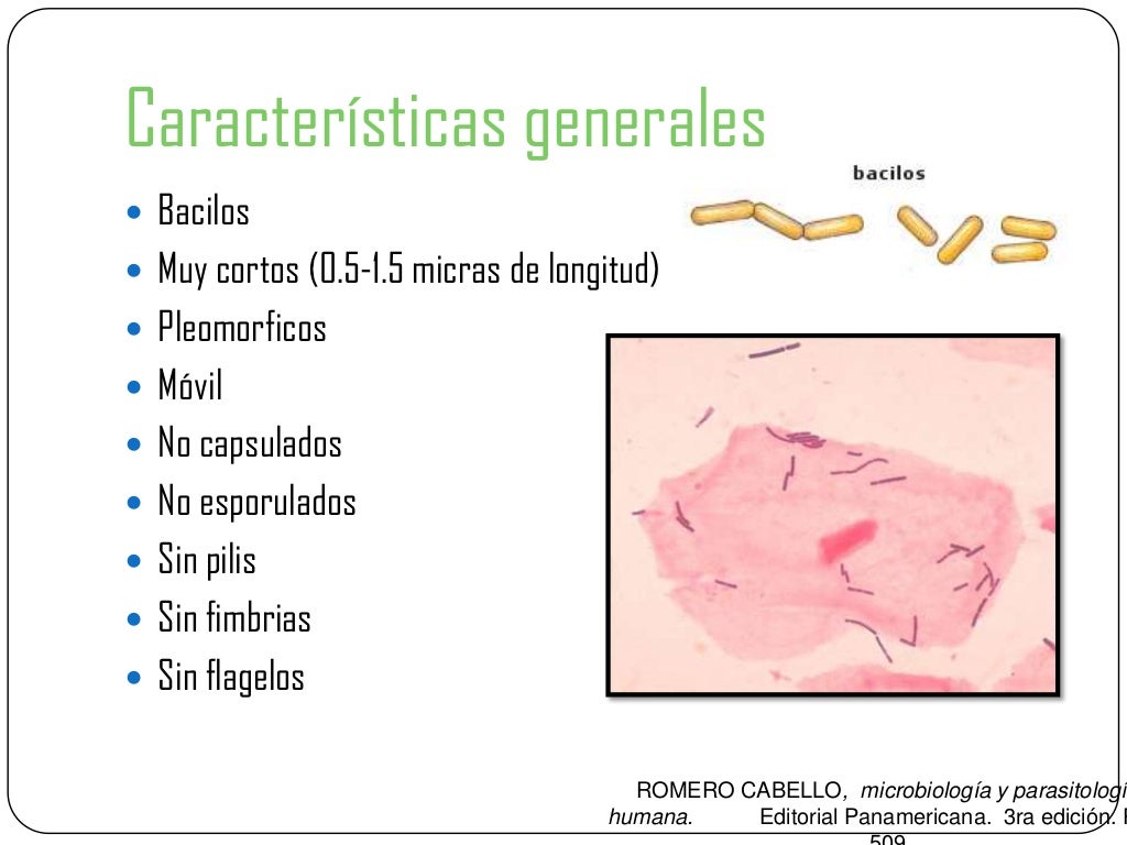 Gardnerella vaginalis