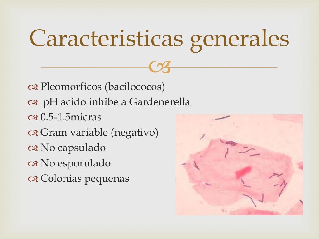 Gardnerella vaginalis