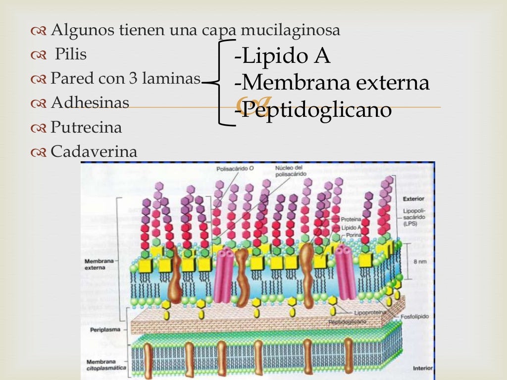 Gardnerella vaginalis
