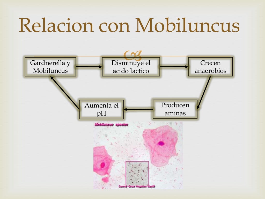 Gardnerella vaginalis