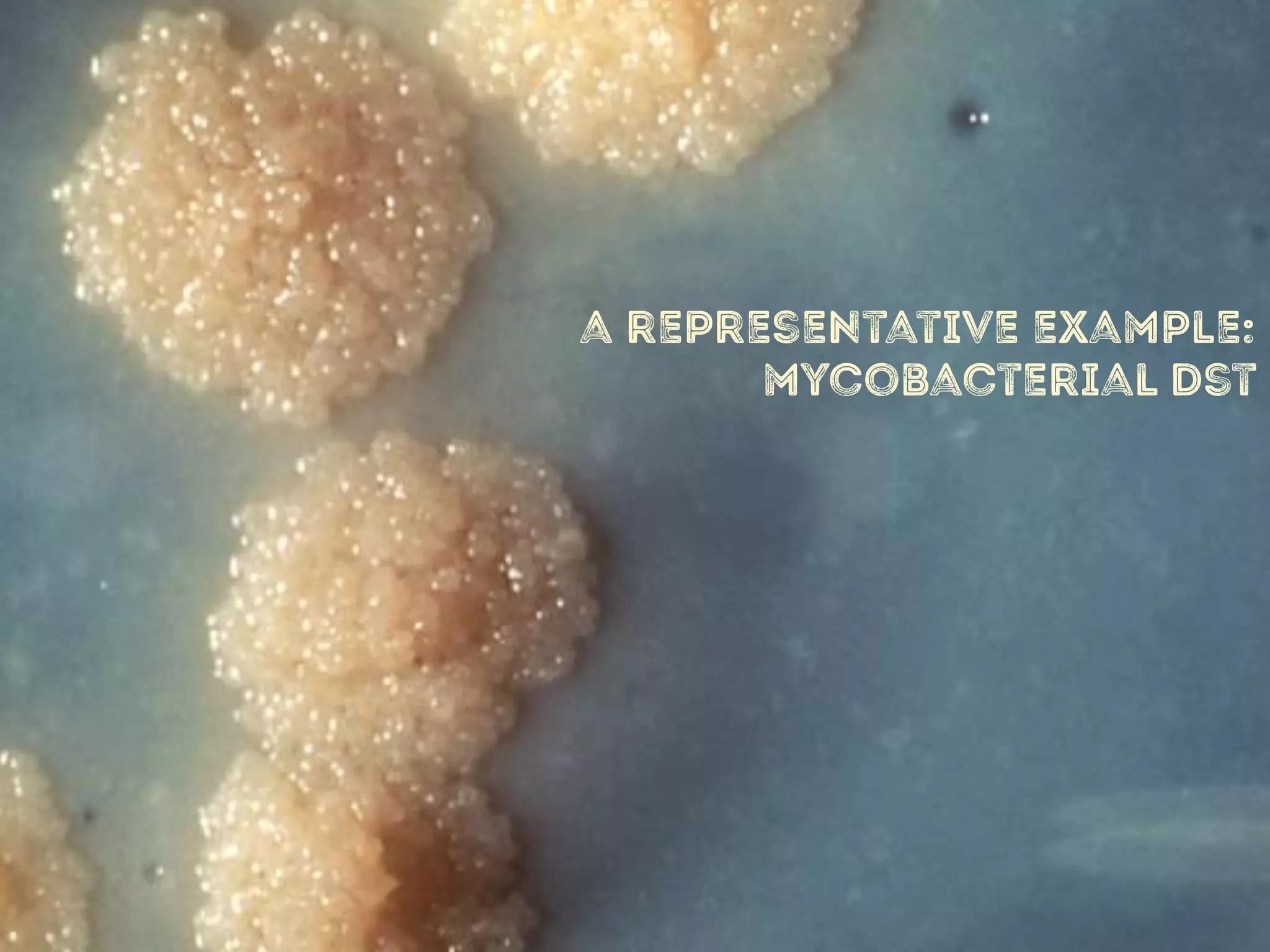 a representative example:
mycobacterial dst
 