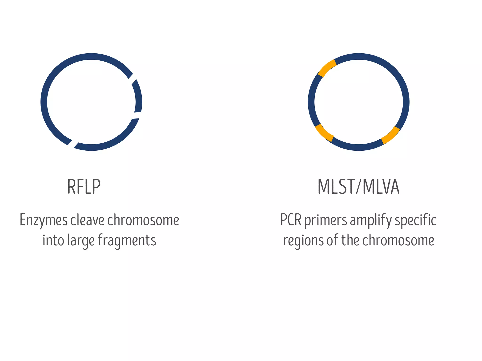 RFLP MLST/MLVA
Enzymescleavechromosome
intolargefragments
PCRprimersamplifyspecific
regionsofthechromosome
 