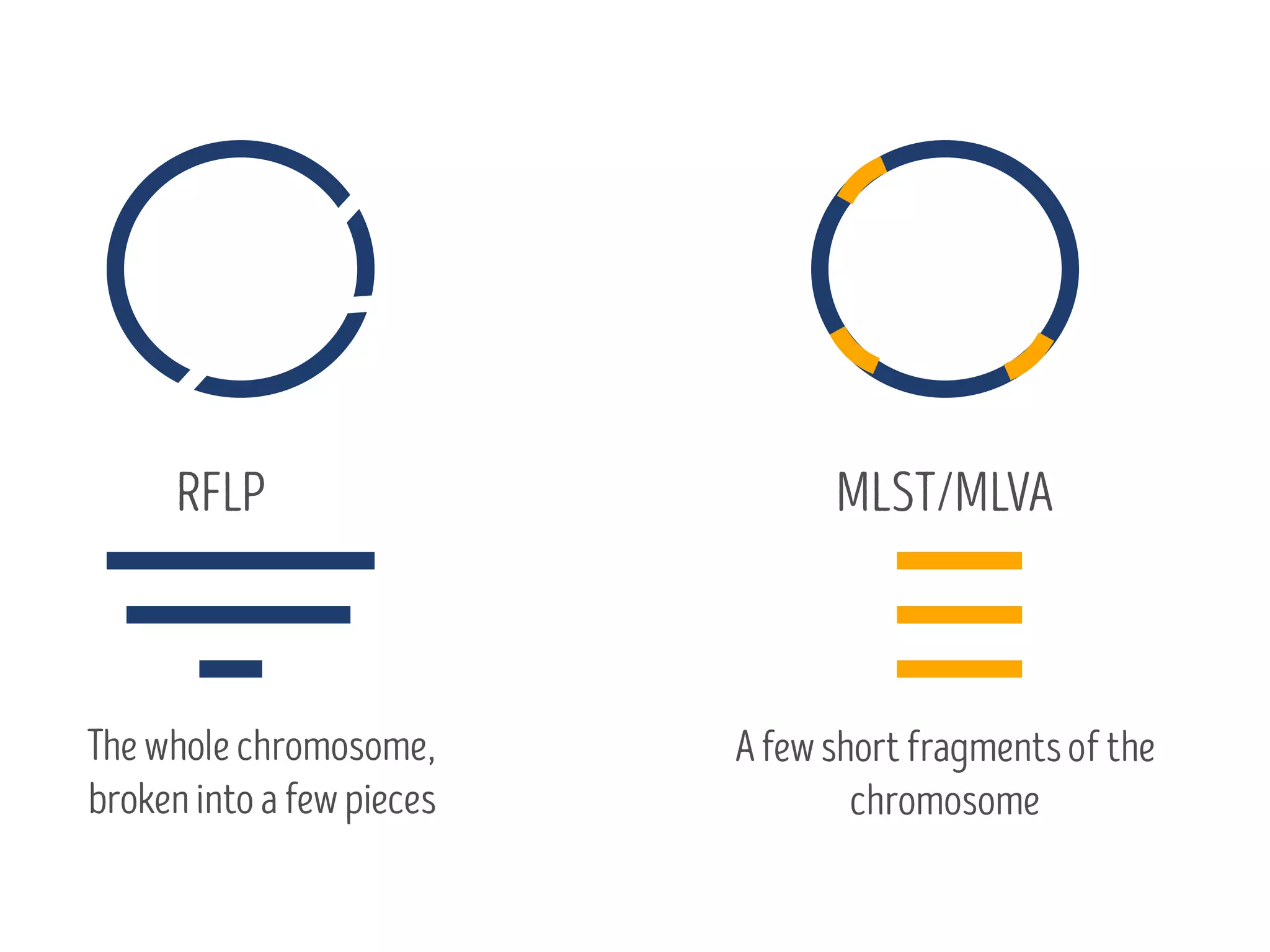 RFLP MLST/MLVA
Thewholechromosome,
brokenintoafewpieces
Afewshortfragmentsofthe
chromosome
 