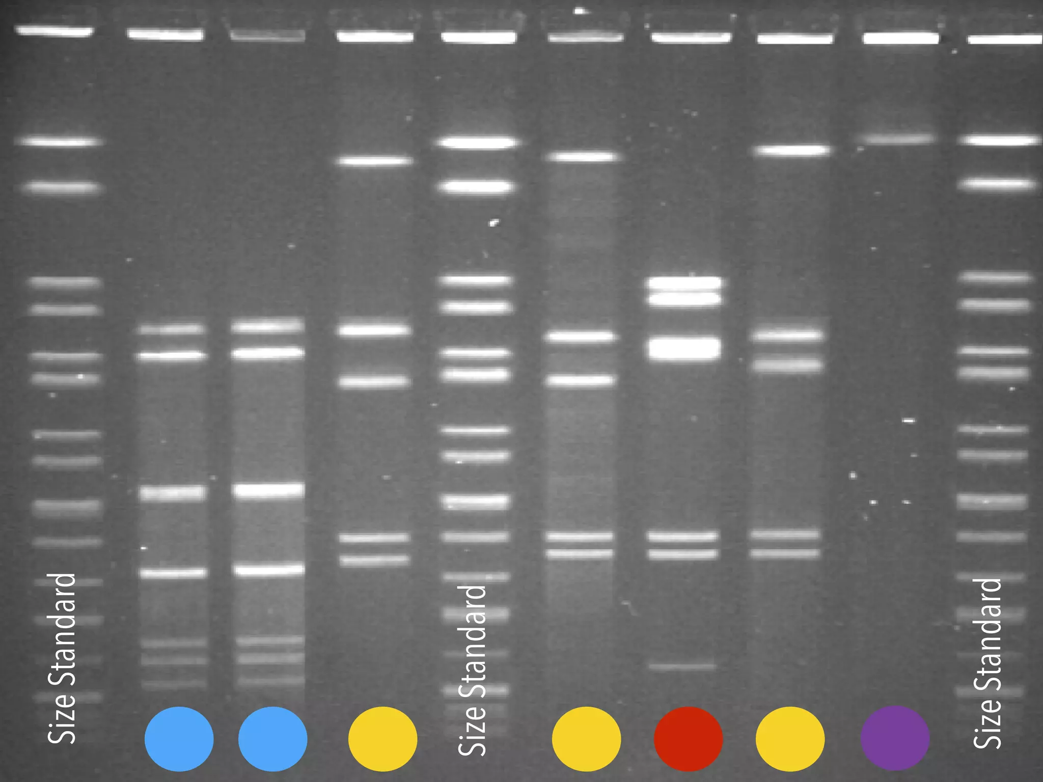 SizeStandard
SizeStandard
SizeStandard
 