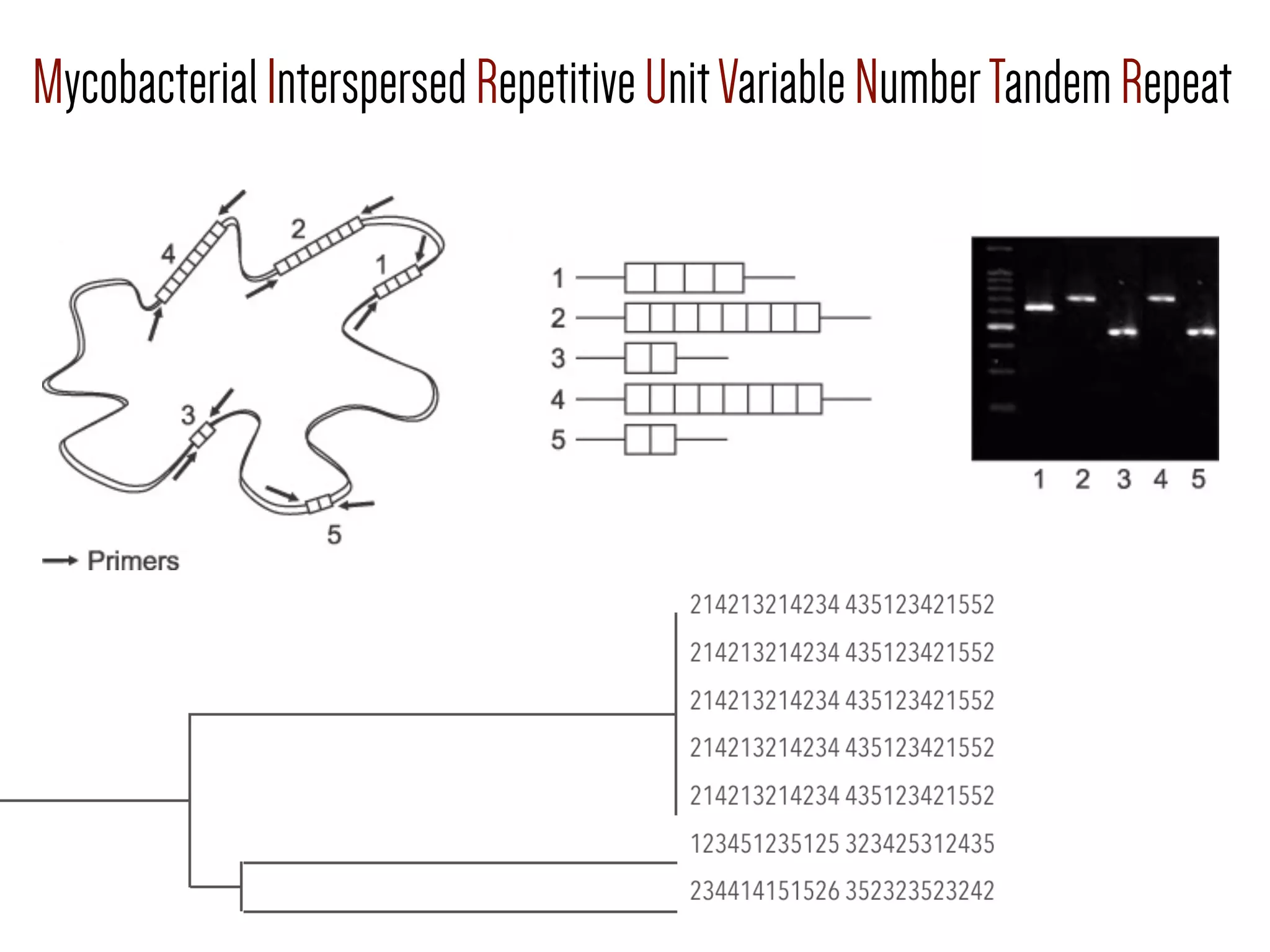 MycobacterialInterspersedRepetitiveUnitVariableNumberTandemRepeat
 