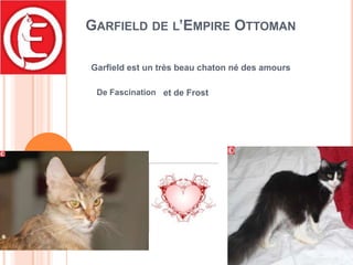 Garfield de l’Empire Ottoman Garfield est un très beau chaton né des amours De Fascination et de Frost 