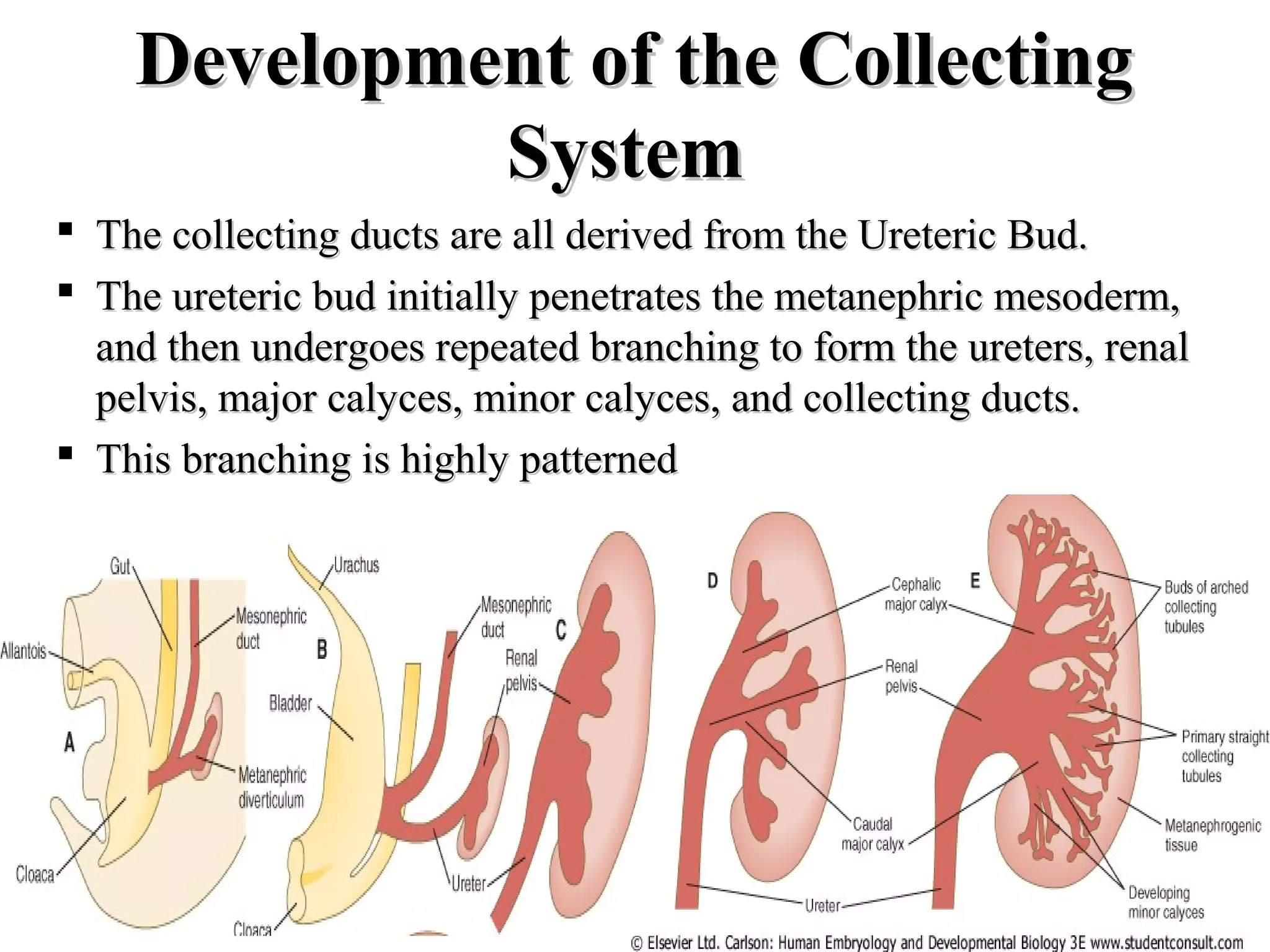 DDeevveellooppmmeenntt ooff tthhee CCoolllleeccttiinngg 
SSyysstteemm 
 TThhee ccoolllleeccttiinngg dduuccttss aarree aallll ddeerriivveedd ffrroomm tthhee UUrreetteerriicc BBuudd.. 
 TThhee uurreetteerriicc bbuudd iinniittiiaallllyy ppeenneettrraatteess tthhee mmeettaanneepphhrriicc mmeessooddeerrmm,, 
aanndd tthheenn uunnddeerrggooeess rreeppeeaatteedd bbrraanncchhiinngg ttoo ffoorrmm tthhee uurreetteerrss,, rreennaall 
ppeellvviiss,, mmaajjoorr ccaallyycceess,, mmiinnoorr ccaallyycceess,, aanndd ccoolllleeccttiinngg dduuccttss.. 
 TThhiiss bbrraanncchhiinngg iiss hhiigghhllyy ppaatttteerrnneedd 
 