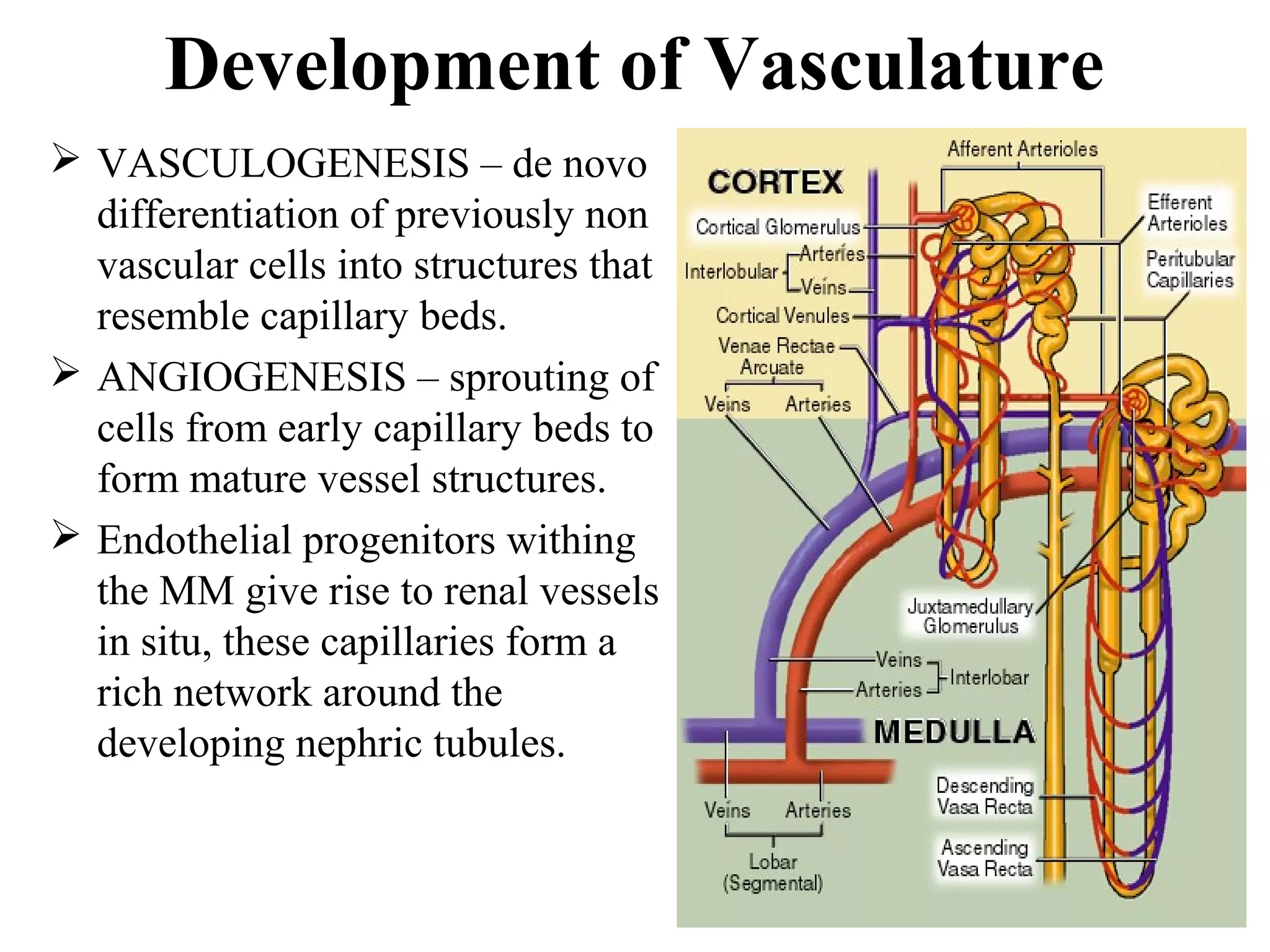 Development of Vasculature 
 VASCULOGENESIS – de novo 
differentiation of previously non 
vascular cells into structures that 
resemble capillary beds. 
 ANGIOGENESIS – sprouting of 
cells from early capillary beds to 
form mature vessel structures. 
 Endothelial progenitors withing 
the MM give rise to renal vessels 
in situ, these capillaries form a 
rich network around the 
developing nephric tubules. 
 