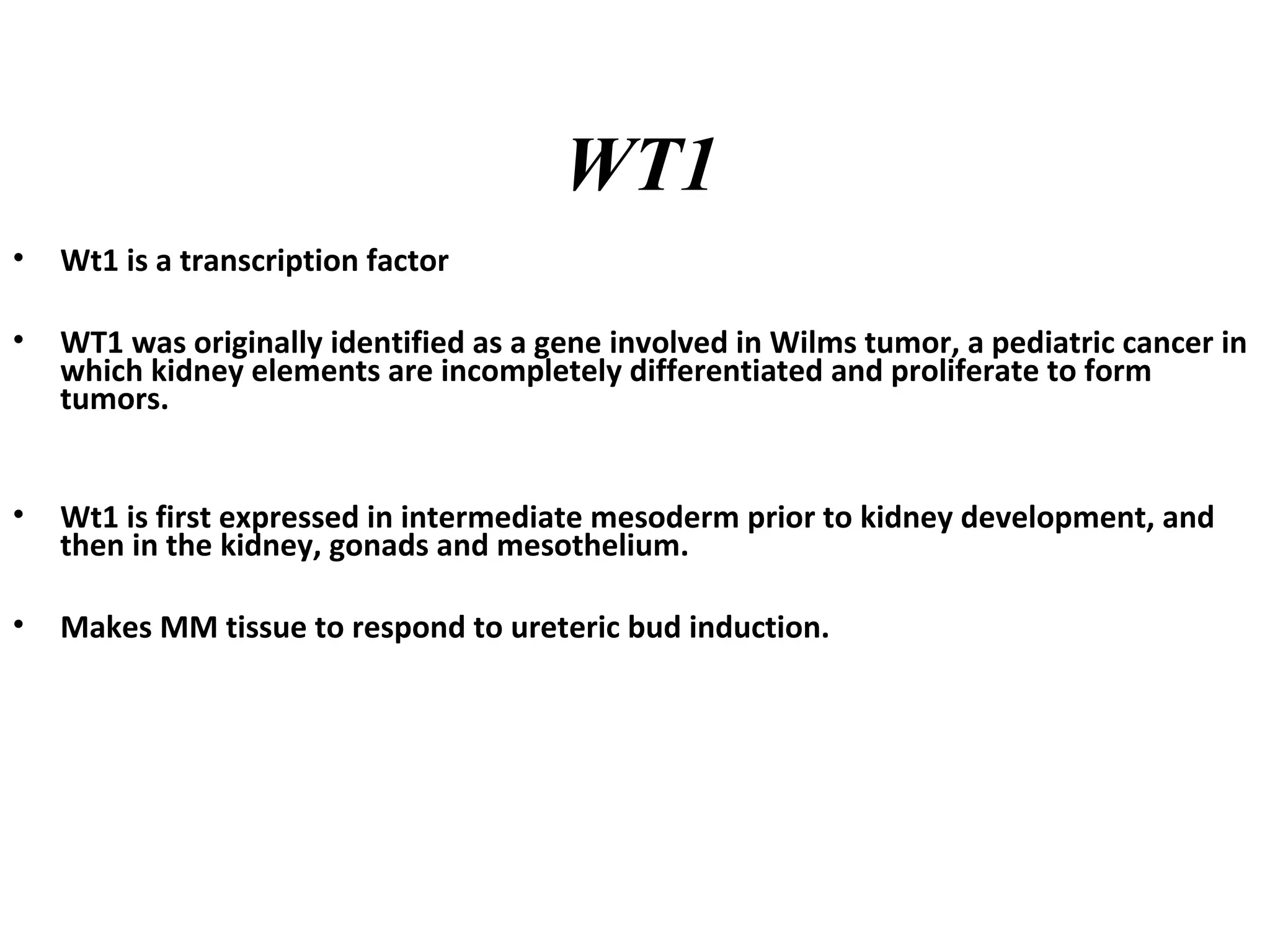 WT1 
• Wt1 is a transcription factor 
• WT1 was originally identified as a gene involved in Wilms tumor, a pediatric cancer in 
which kidney elements are incompletely differentiated and proliferate to form 
tumors. 
• Wt1 is first expressed in intermediate mesoderm prior to kidney development, and 
then in the kidney, gonads and mesothelium. 
• Makes MM tissue to respond to ureteric bud induction. 
 