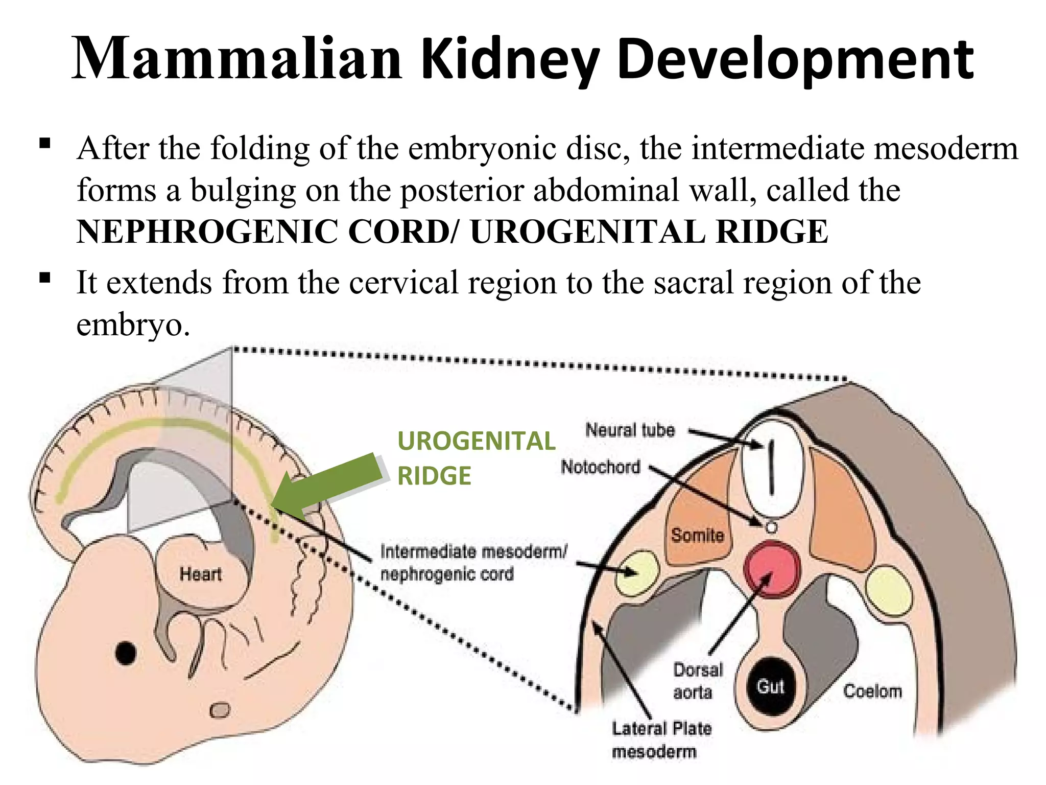 Mammalian Kidney Development 
 After the folding of the embryonic disc, the intermediate mesoderm 
forms a bulging on the posterior abdominal wall, called the 
NEPHROGENIC CORD/ UROGENITAL RIDGE 
 It extends from the cervical region to the sacral region of the 
embryo. 
UROGENITAL 
RIDGE 
 