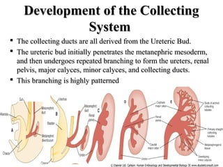 DDeevveellooppmmeenntt ooff tthhee CCoolllleeccttiinngg 
SSyysstteemm 
 TThhee ccoolllleeccttiinngg dduuccttss aarree aallll ddeerriivveedd ffrroomm tthhee UUrreetteerriicc BBuudd.. 
 TThhee uurreetteerriicc bbuudd iinniittiiaallllyy ppeenneettrraatteess tthhee mmeettaanneepphhrriicc mmeessooddeerrmm,, 
aanndd tthheenn uunnddeerrggooeess rreeppeeaatteedd bbrraanncchhiinngg ttoo ffoorrmm tthhee uurreetteerrss,, rreennaall 
ppeellvviiss,, mmaajjoorr ccaallyycceess,, mmiinnoorr ccaallyycceess,, aanndd ccoolllleeccttiinngg dduuccttss.. 
 TThhiiss bbrraanncchhiinngg iiss hhiigghhllyy ppaatttteerrnneedd 
 