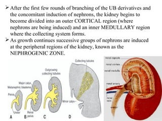 After the first few rounds of branching of the UB derivatives and 
the concomitant induction of nephrons, the kidney begins to 
become divided into an outer CORTICAL region (where 
nephrons are being induced) and an inner MEDULLARY region 
where the collecting system forms. 
As growth continues successive groups of nephrons are induced 
at the peripheral regions of the kidney, known as the 
NEPHROGENIC ZONE. 
 