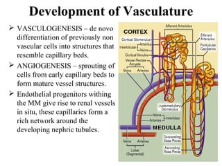 Development of Vasculature 
 VASCULOGENESIS – de novo 
differentiation of previously non 
vascular cells into structures that 
resemble capillary beds. 
 ANGIOGENESIS – sprouting of 
cells from early capillary beds to 
form mature vessel structures. 
 Endothelial progenitors withing 
the MM give rise to renal vessels 
in situ, these capillaries form a 
rich network around the 
developing nephric tubules. 
 