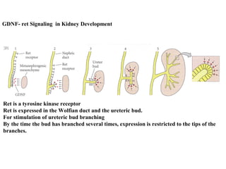GDNF- ret Signaling in Kidney Development 
Ret is a tyrosine kinase receptor 
Ret is expressed in the Wolfian duct and the ureteric bud. 
For stimulation of ureteric bud branching 
By the time the bud has branched several times, expression is restricted to the tips of the 
branches. 
 