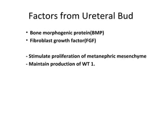 Factors from Ureteral Bud 
• Bone morphogenic protein(BMP) 
• Fibroblast growth factor(FGF) 
- Stimulate proliferation of metanephric mesenchyme 
- Maintain production of WT 1. 
 