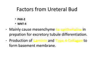 Factors from Ureteral Bud 
• PAX-2 
• WNT-4 
- Mainly cause mesenchyme to epithelialise in 
prepation for excretory tubule differentiation. 
- Production of Laminin and Type 4 Collagen to 
form basement membrane. 
 