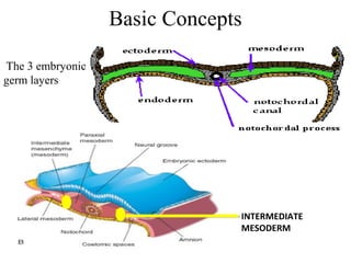 Basic Concepts 
INTERMEDIATE 
MESODERM 
The 3 embryonic 
germ layers 
 