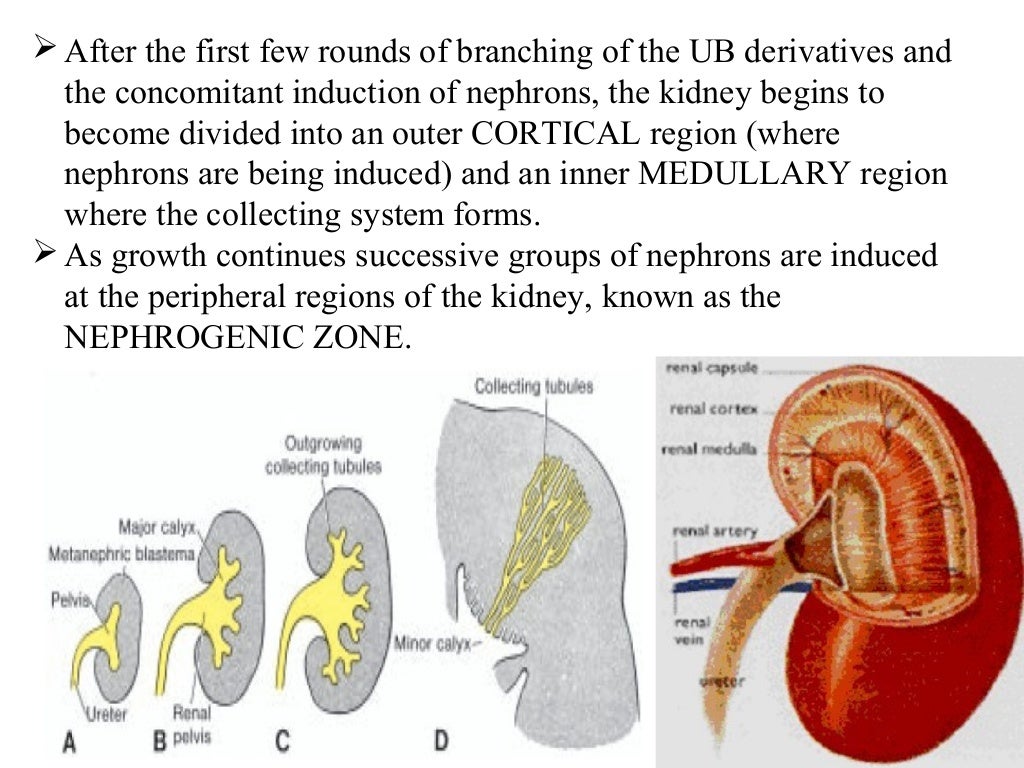 Development of Kidney