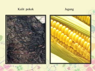 Kulit pokok   Jagung
 