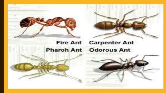 Garland, tx. pest control services residential