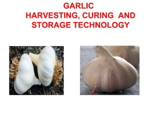 GARLIC
HARVESTING, CURING AND
STORAGE TECHNOLOGY
 