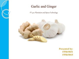 Garlic and Ginger
Presented by:
FPB15031
FPB15015
FT 422: Plantation and Spices Technology
 