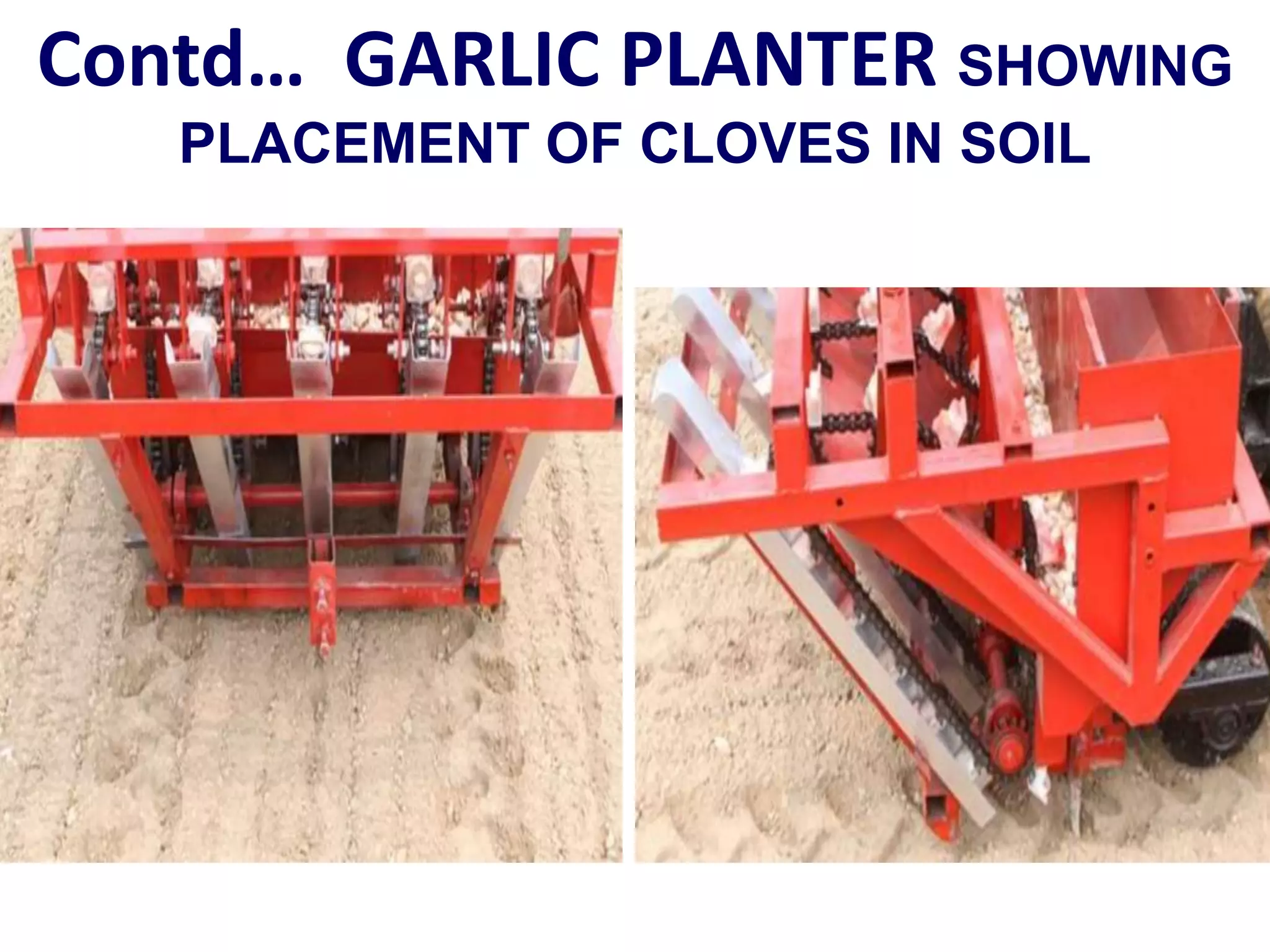 Contd… GARLIC PLANTER SHOWING
PLACEMENT OF CLOVES IN SOIL
 