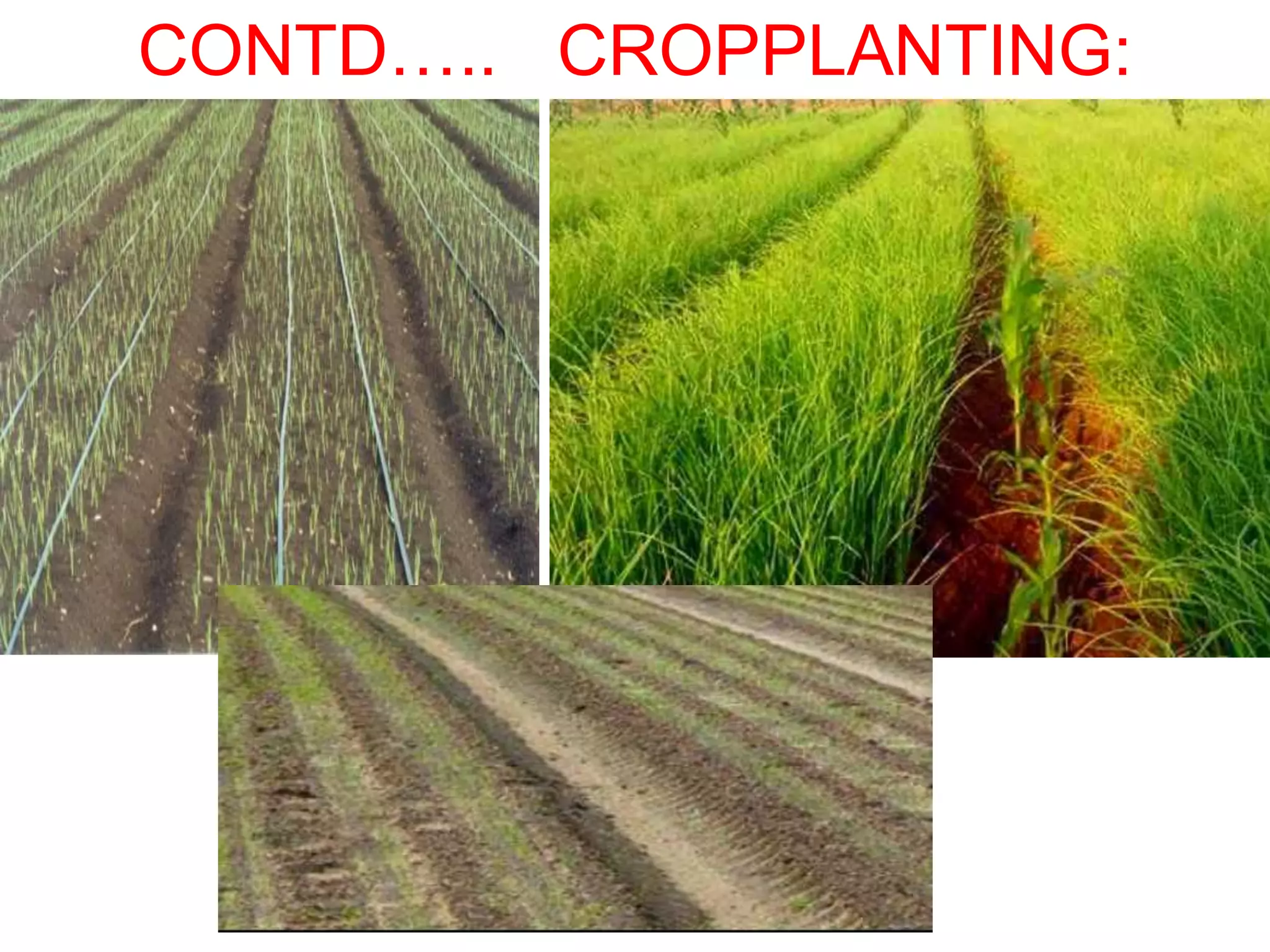 CONTD….. CROPPLANTING:
 