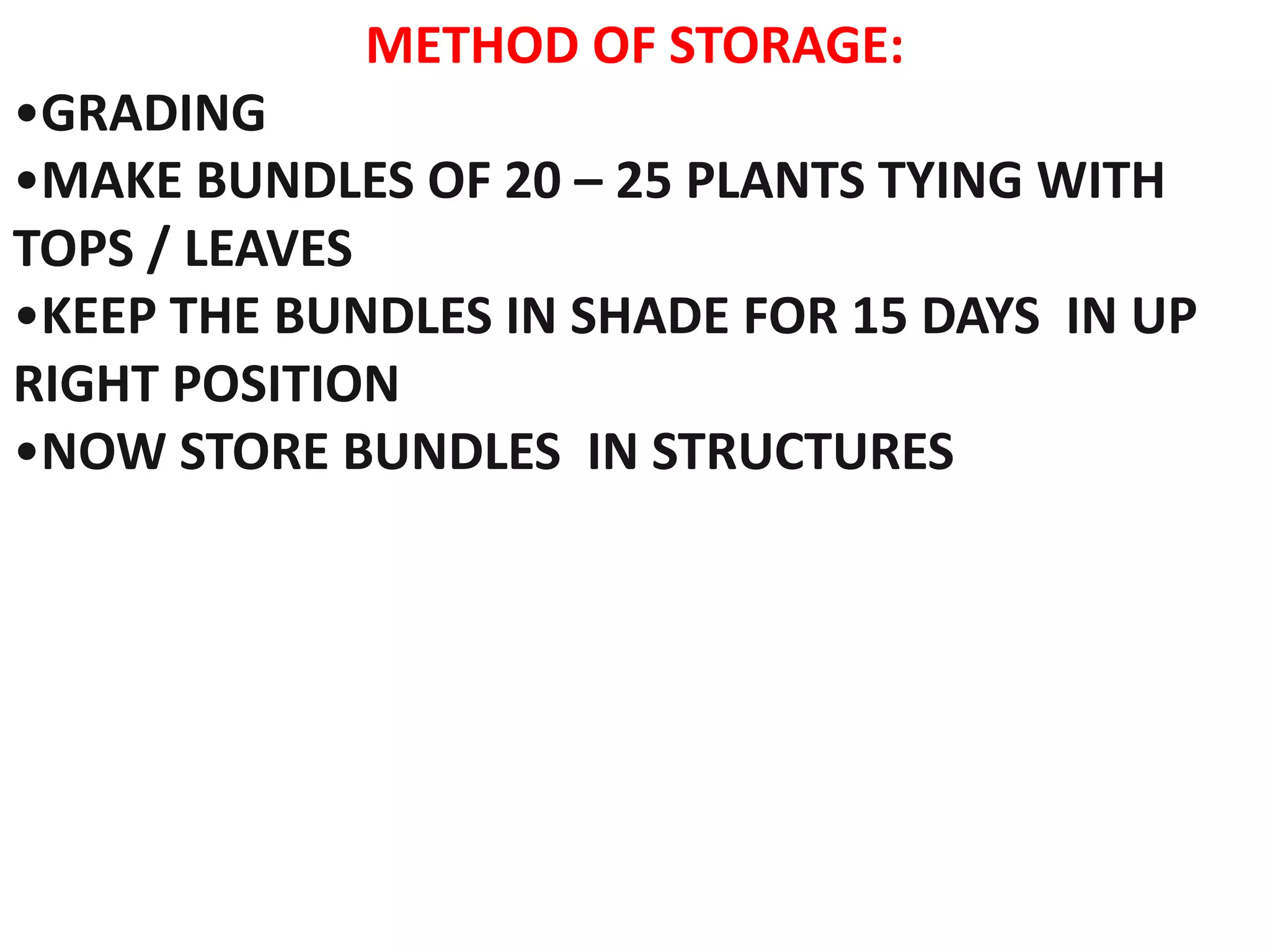 METHOD OF STORAGE:
•GRADING
•MAKE BUNDLES OF 20 – 25 PLANTS TYING WITH
TOPS / LEAVES
•KEEP THE BUNDLES IN SHADE FOR 15 DAYS IN UP
RIGHT POSITION
•NOW STORE BUNDLES IN STRUCTURES
 