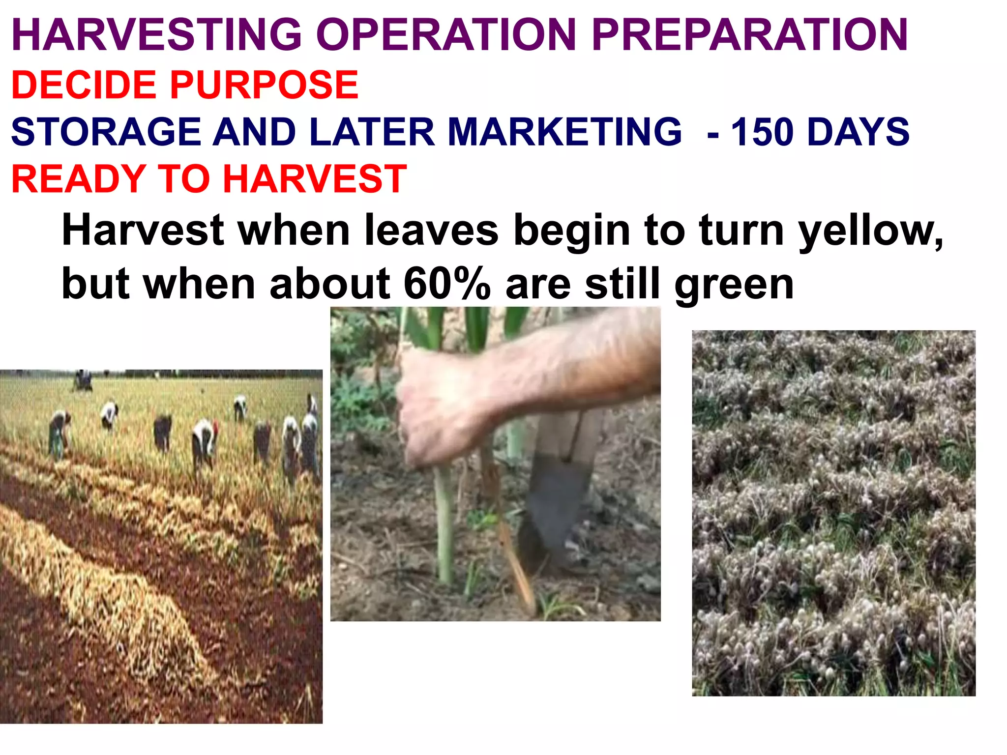 HARVESTING OPERATION PREPARATION
DECIDE PURPOSE
STORAGE AND LATER MARKETING - 150 DAYS
READY TO HARVEST
Harvest when leaves begin to turn yellow,
but when about 60% are still green
 