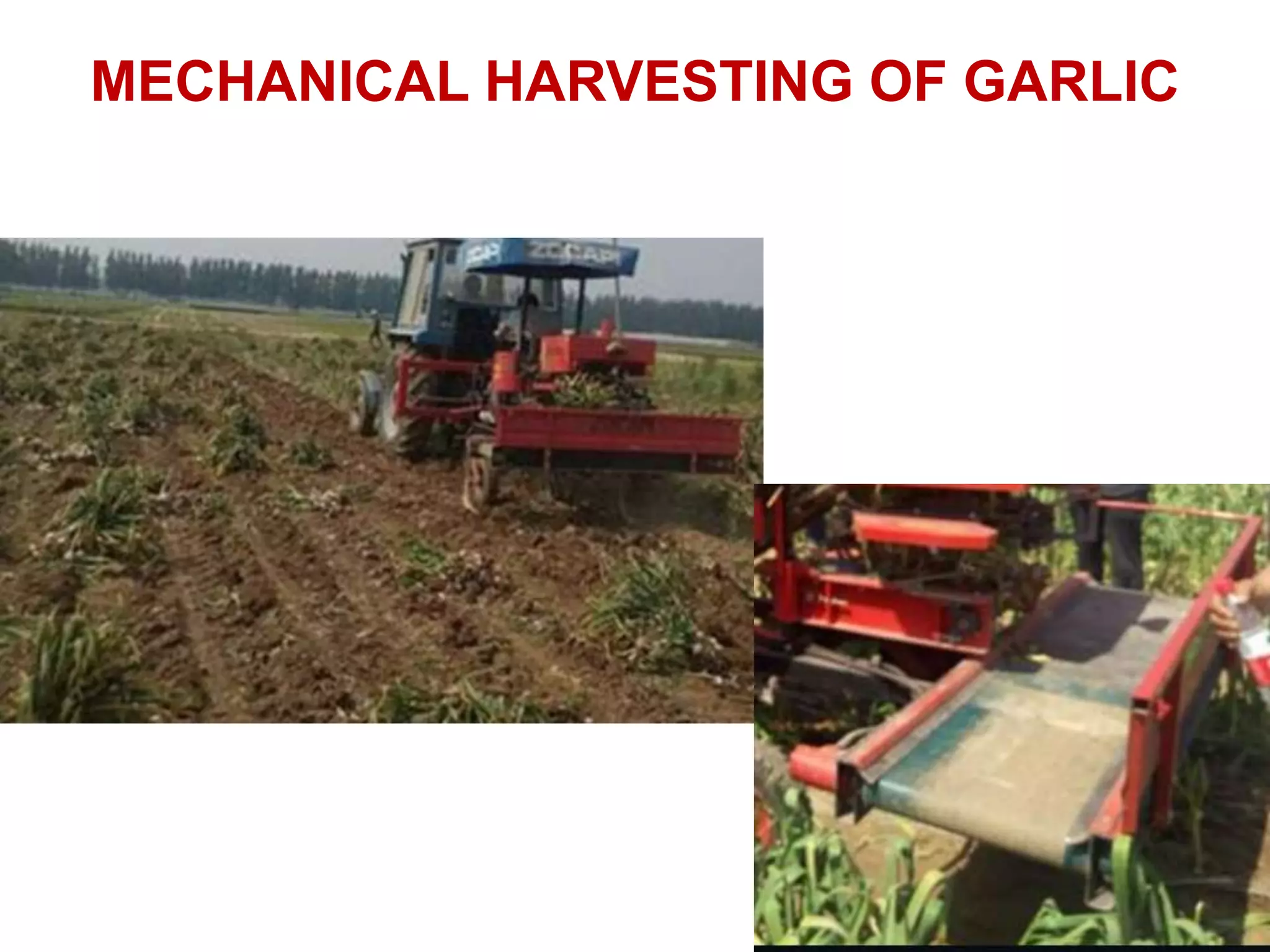 MECHANICAL HARVESTING OF GARLIC
 