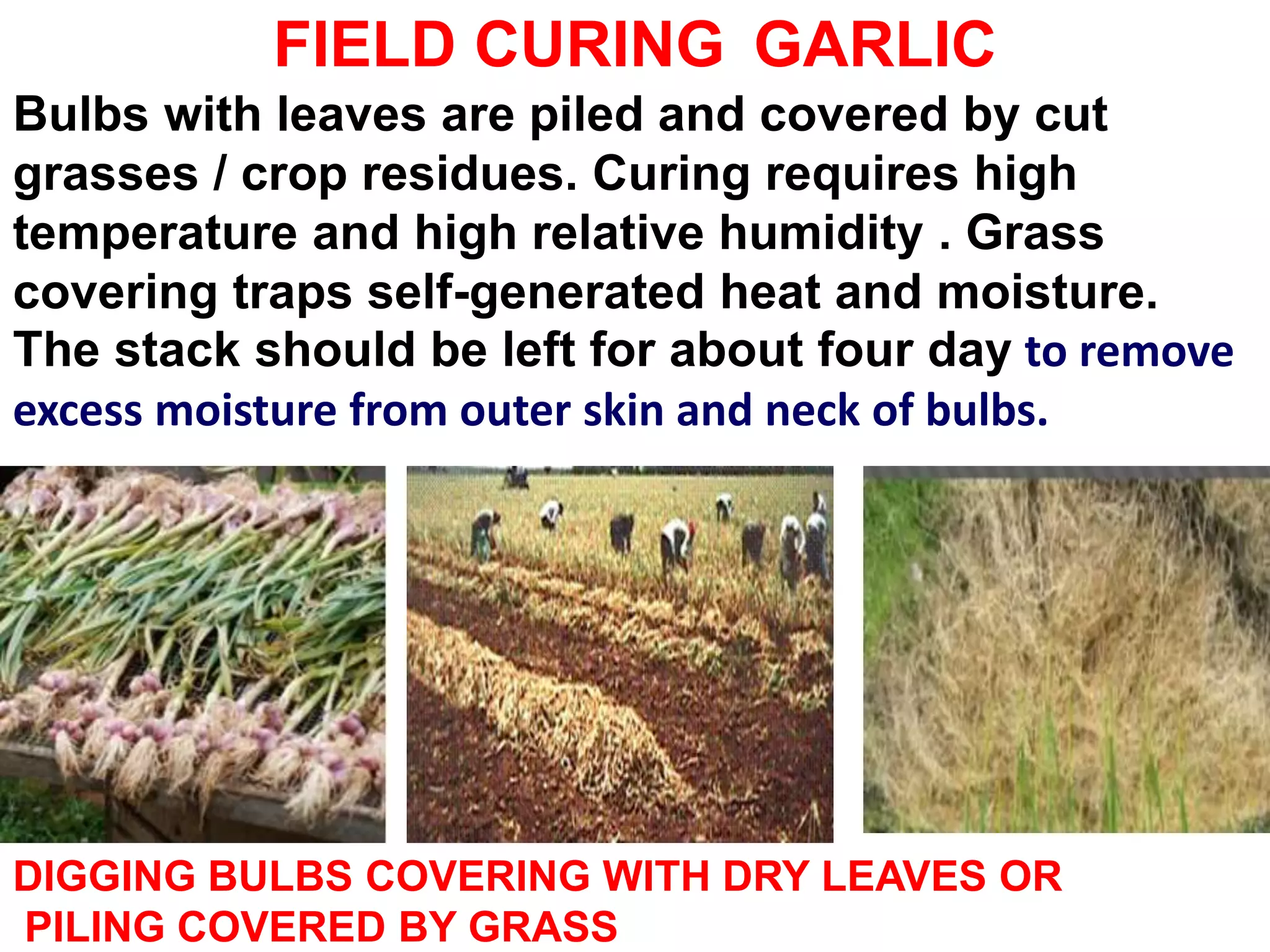 FIELD CURING GARLIC
Bulbs with leaves are piled and covered by cut
grasses / crop residues. Curing requires high
temperature and high relative humidity . Grass
covering traps self-generated heat and moisture.
The stack should be left for about four day to remove
excess moisture from outer skin and neck of bulbs.
DIGGING BULBS COVERING WITH DRY LEAVES OR
PILING COVERED BY GRASS
 