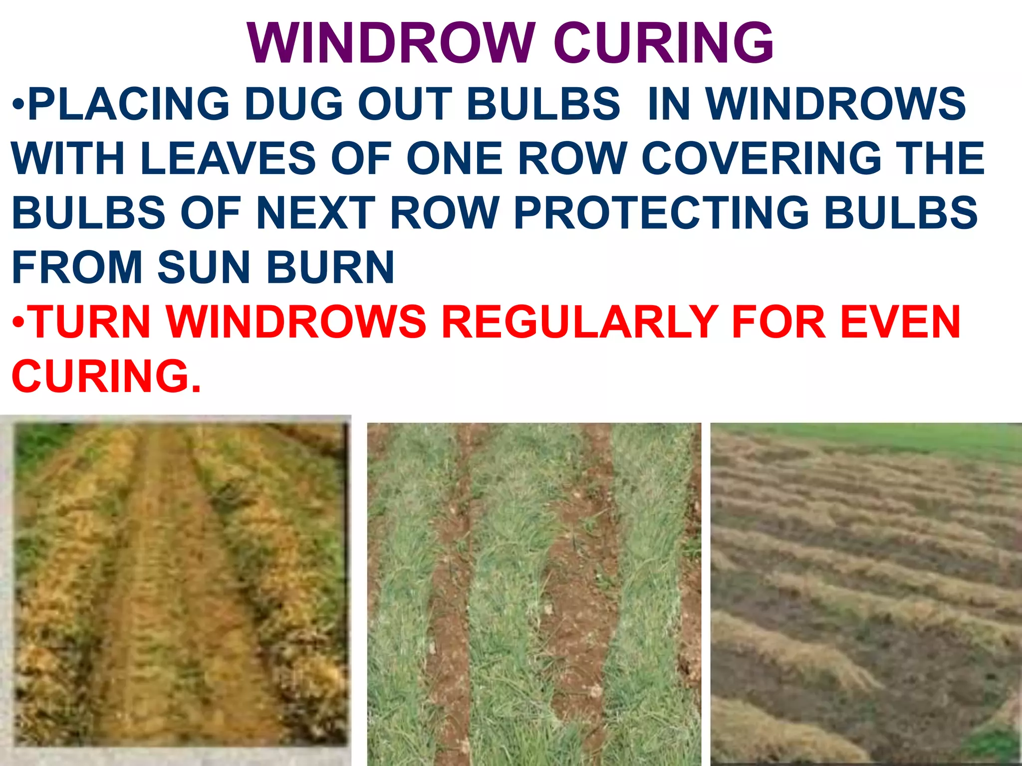 WINDROW CURING
•PLACING DUG OUT BULBS IN WINDROWS
WITH LEAVES OF ONE ROW COVERING THE
BULBS OF NEXT ROW PROTECTING BULBS
FROM SUN BURN
•TURN WINDROWS REGULARLY FOR EVEN
CURING.
 